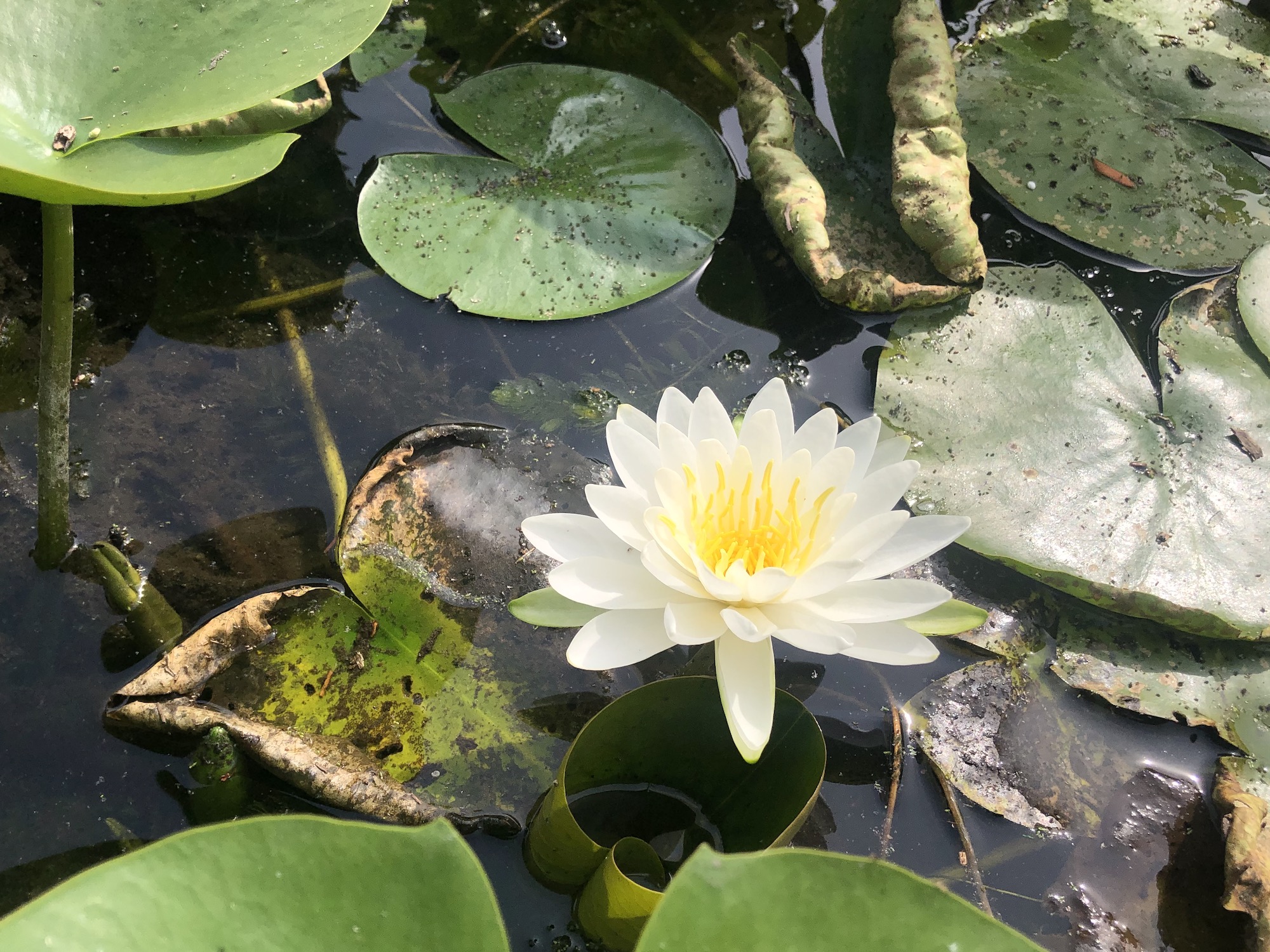 American White Water Lily in Lake Wingra in Madison, Wisconsin on September 2, 2021.