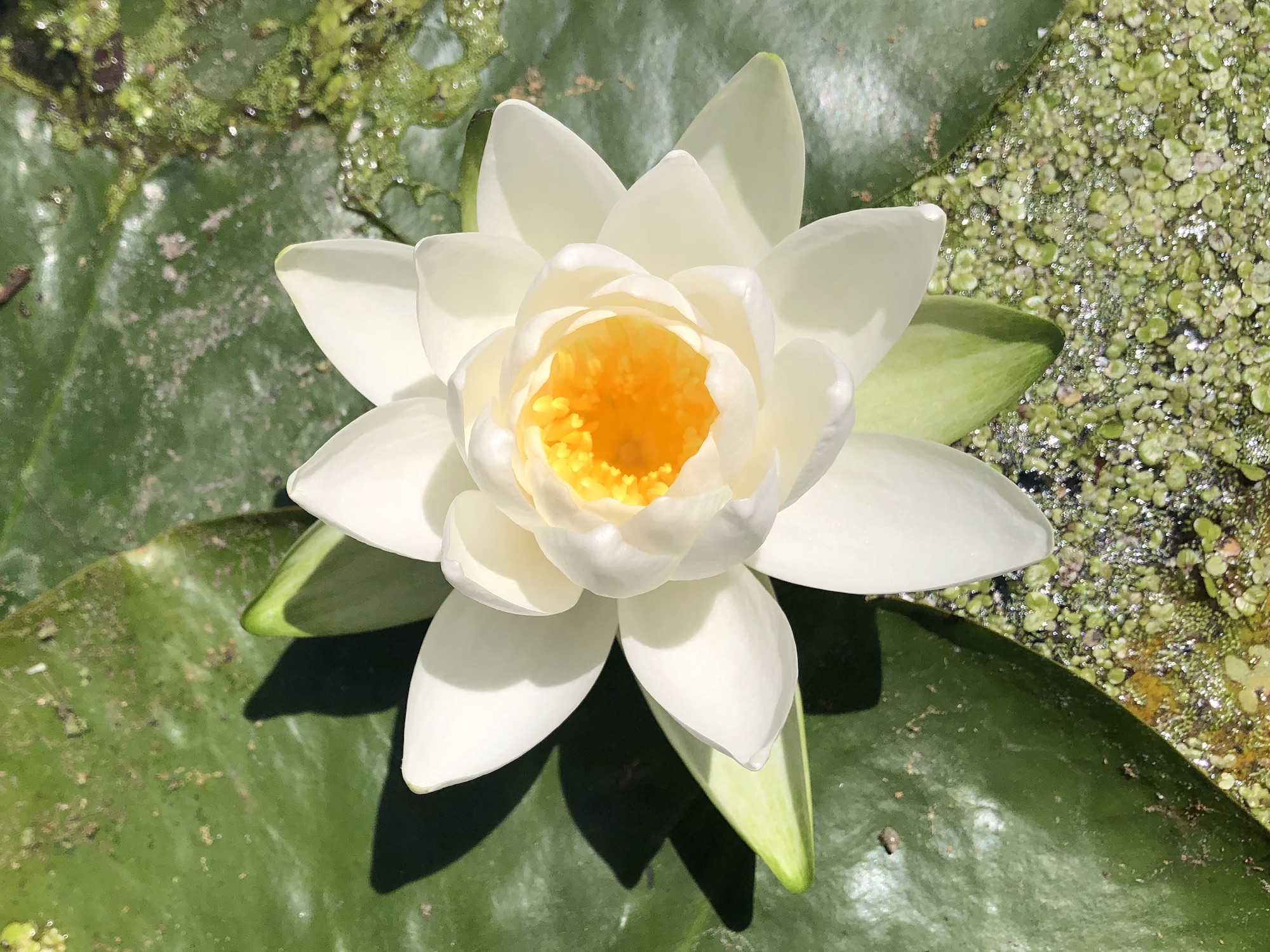 American White Water Lily in Lake Wingra by Wingra Boatsvin Madison, Wisconsin on June 19, 2022.