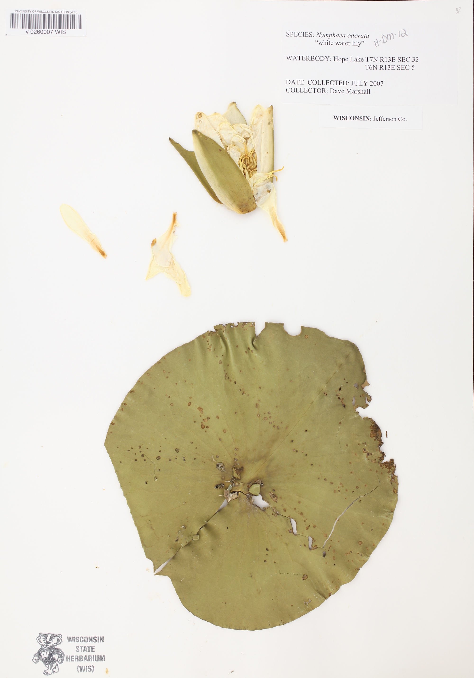 American White Water Lily specimen collected near Plateville, Wisconsin on September 18, 1962.