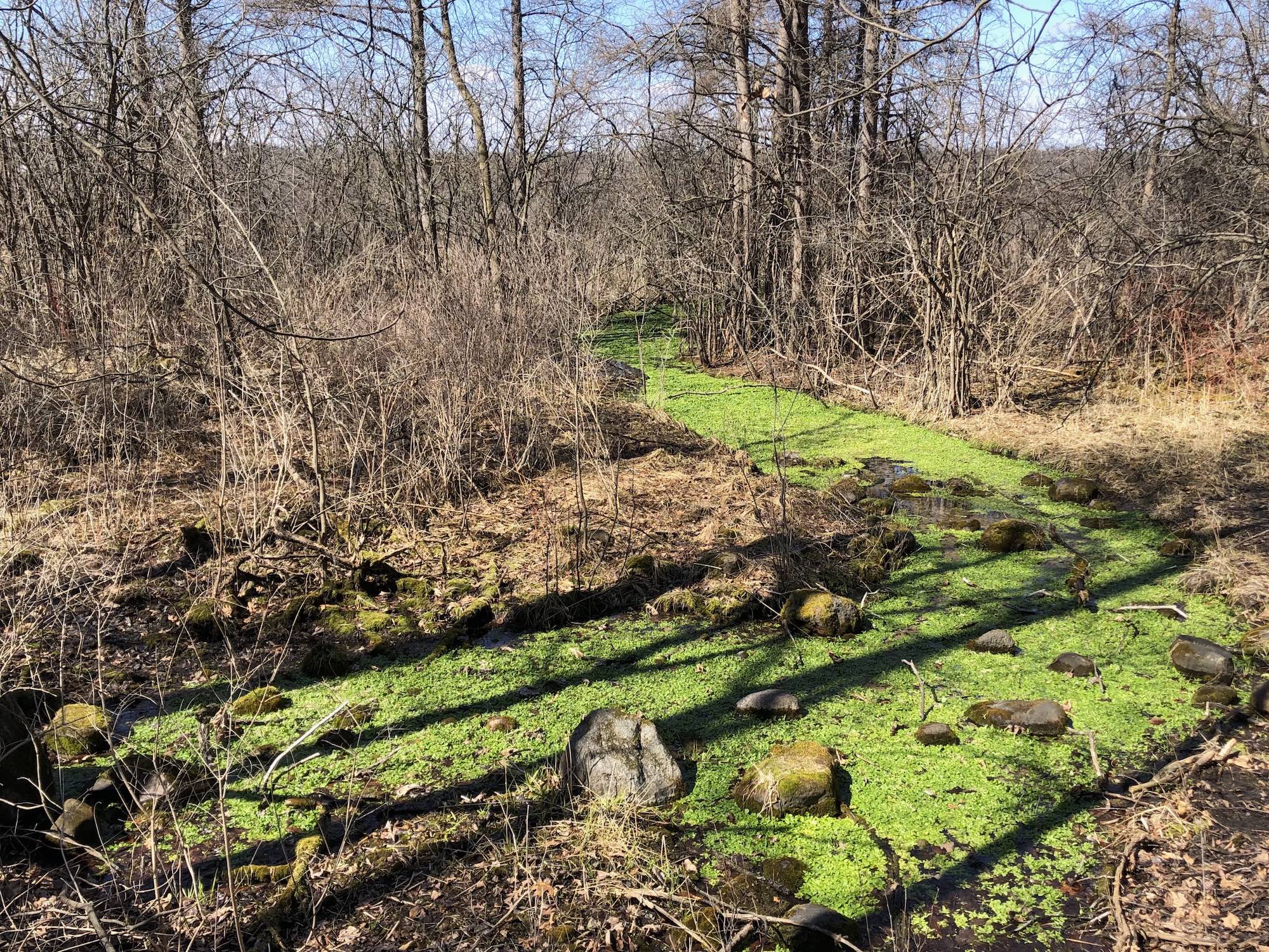 White Clay Spring flowing into Lake Wingra in the University of Wisconsin Arboretum on March 21, 2019.