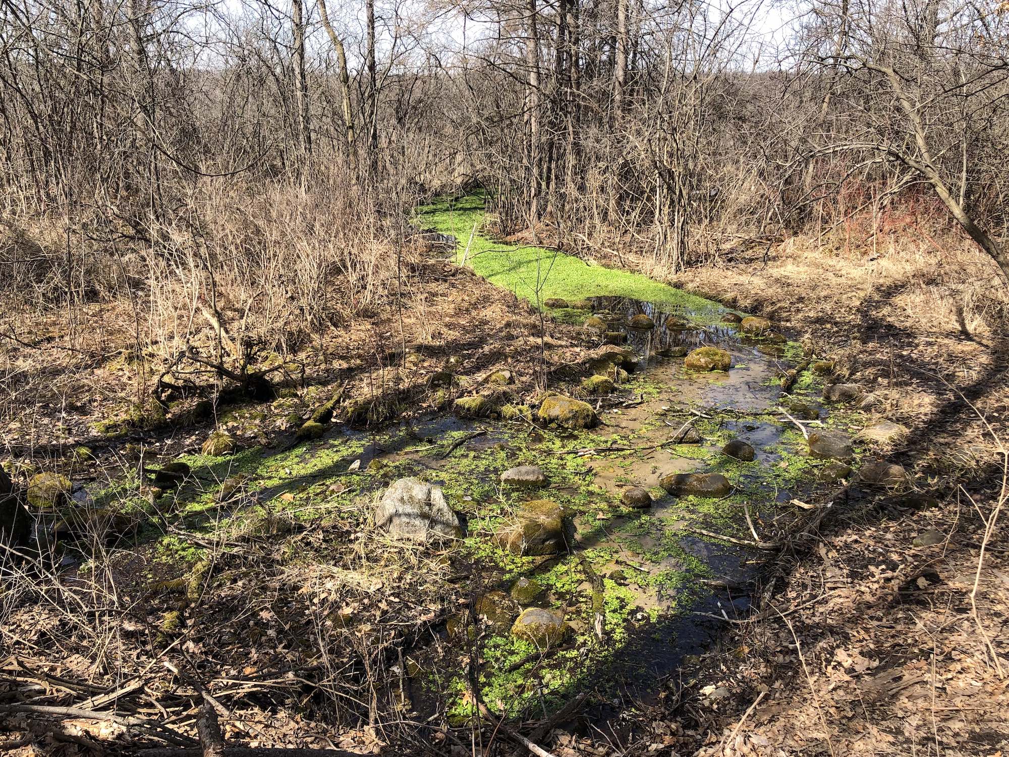 White Clay Spring flowing into Lake Wingra in the University of Wisconsin Arboretum on March 26, 2019.