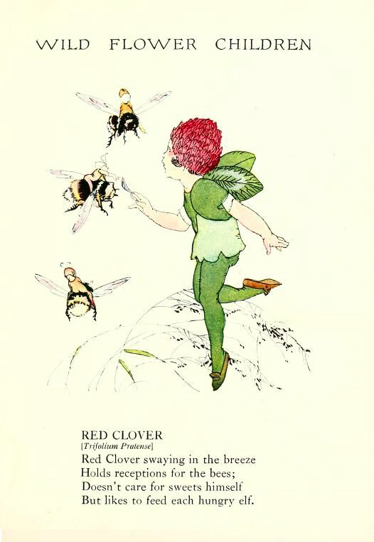 Red Clover Wild Flower Children by Elizabeth Gordon with illustration by Janet Laura Scott.
