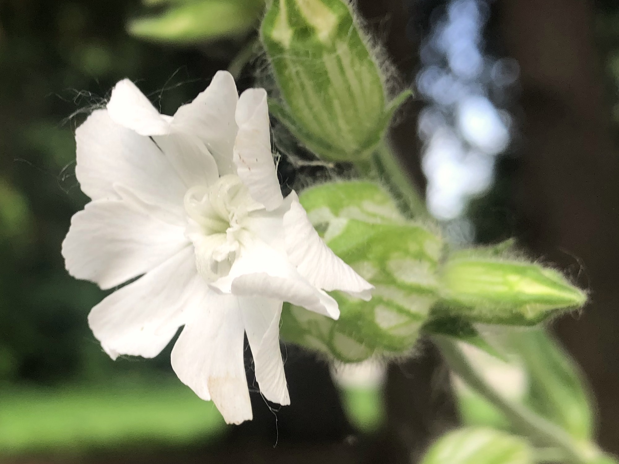White Campion near Wingra Park parking lot in Madison, Wisconsin on June 15, 2022.