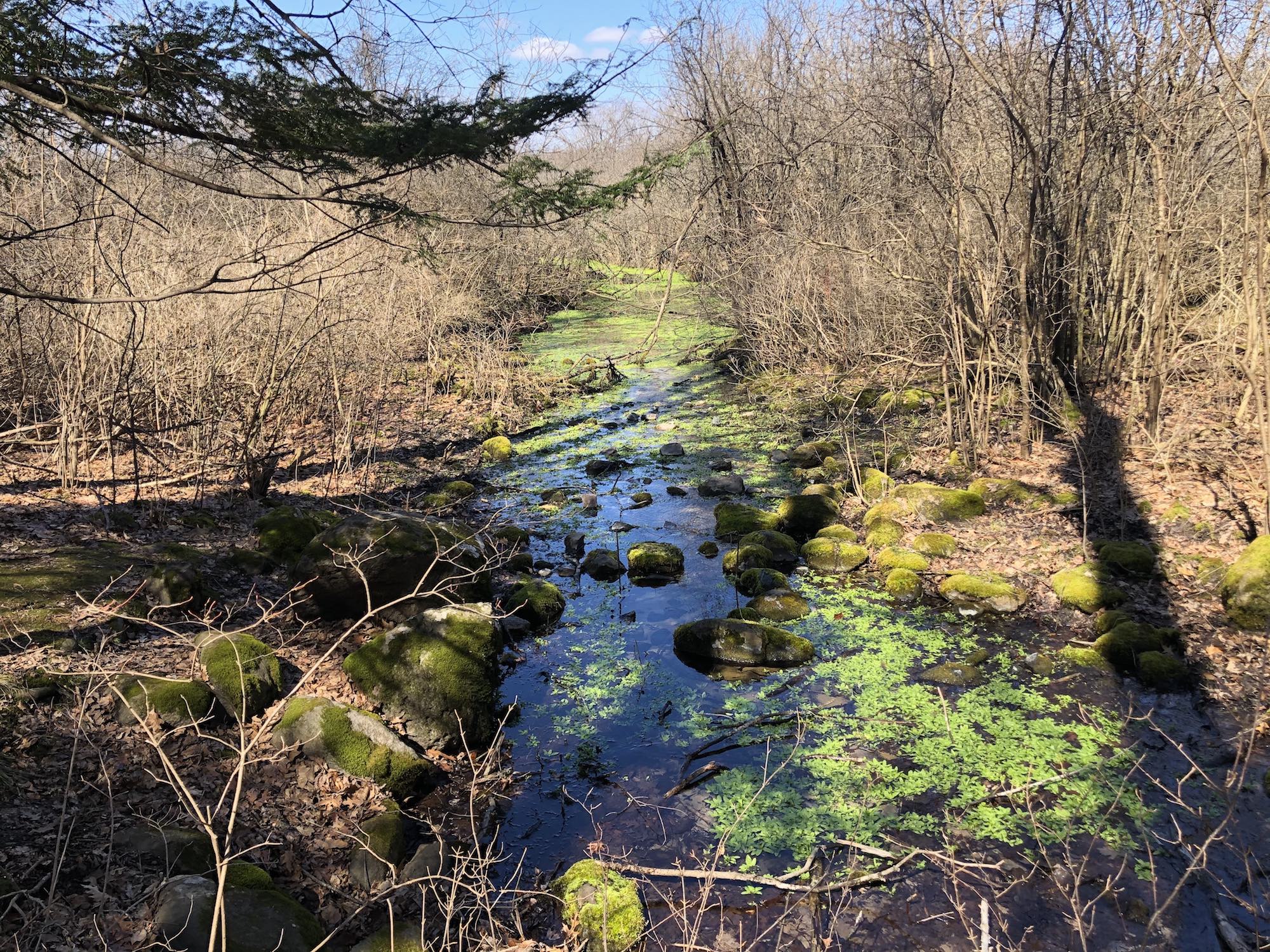 White Clay Spring flowing into Lake Wingra in the University of Wisconsin Arboretum on March 21, 2020.