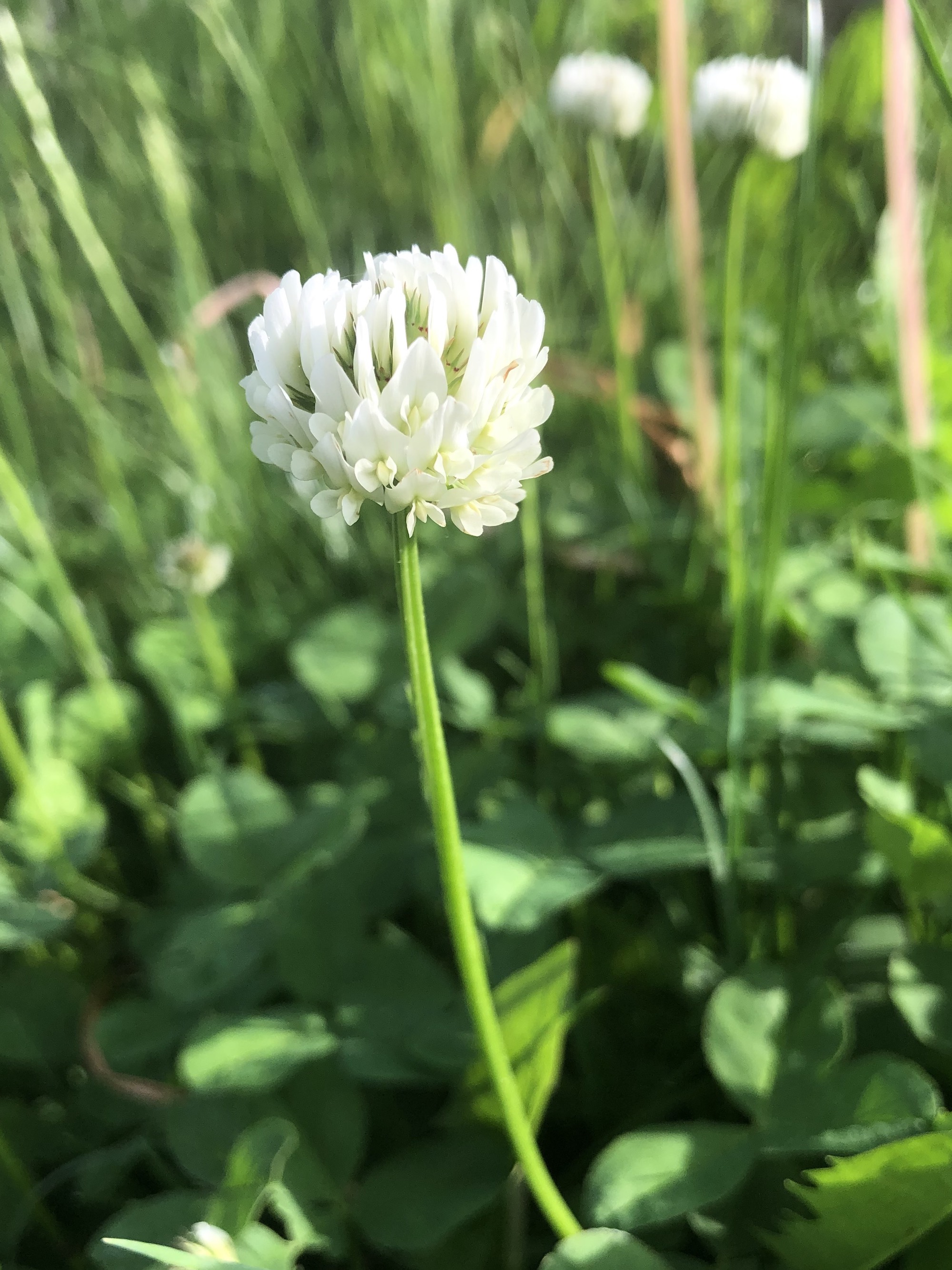White Clover off of Monroe Street sidewalk in Madison, Wisconsin on May 27, 2020.