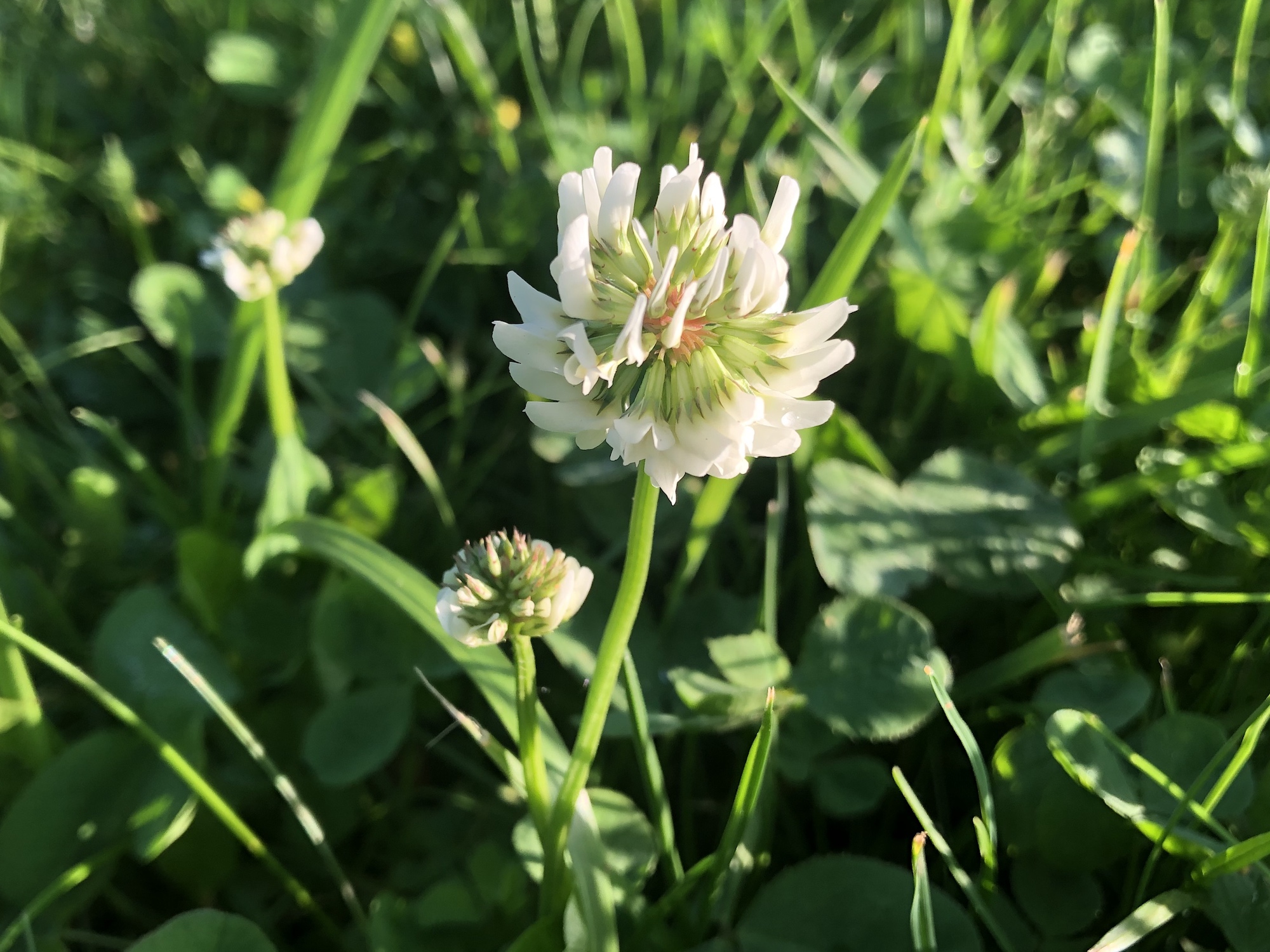 White Clover off of Monroe Street sidewalk in Madison, Wisconsin on May 29, 2020.