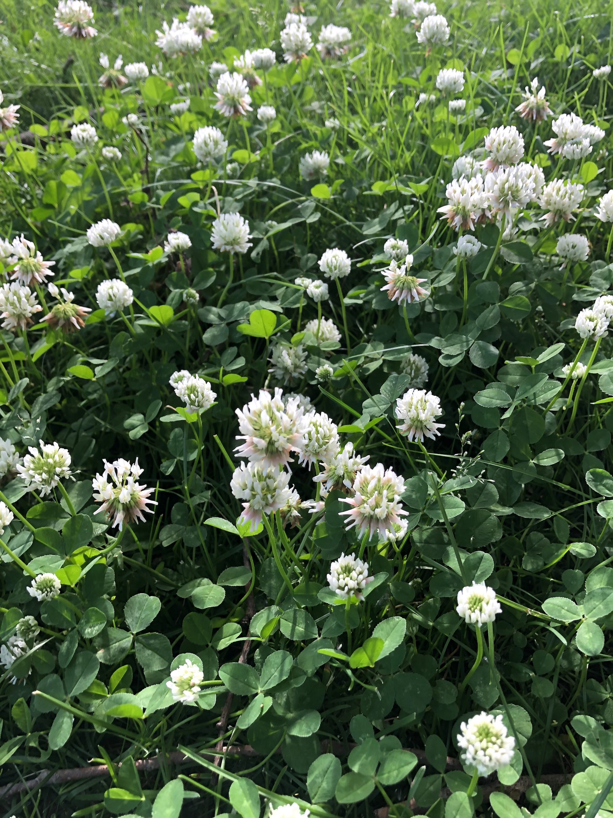 White Clover off of Manitou Way sidewalk in Madison, Wisconsin on June 19, 2020.