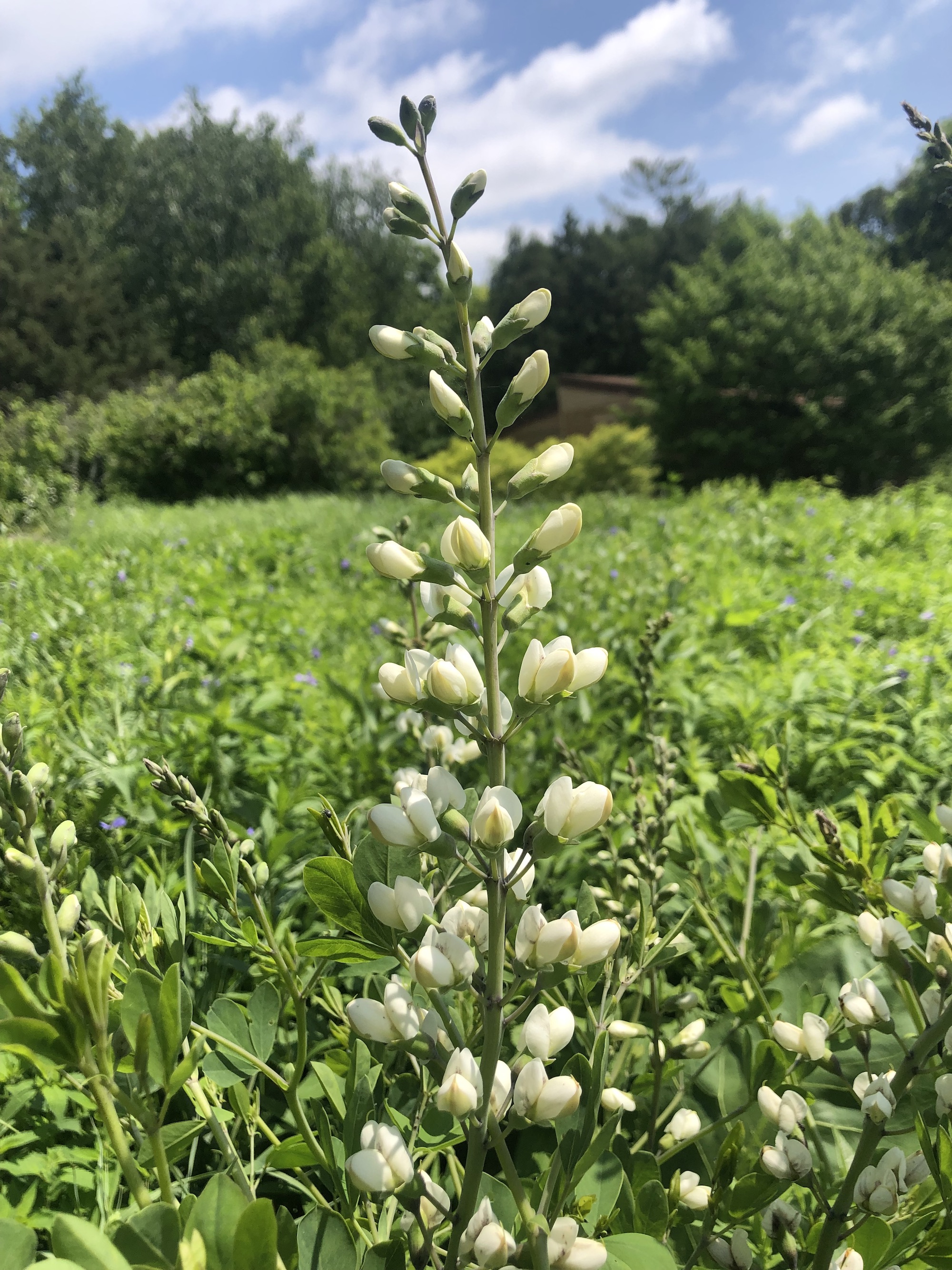 White Wild Indigo in UW Madison Arboretum Curtis Prairie in Madison, Wisconsin on June 27, 2020