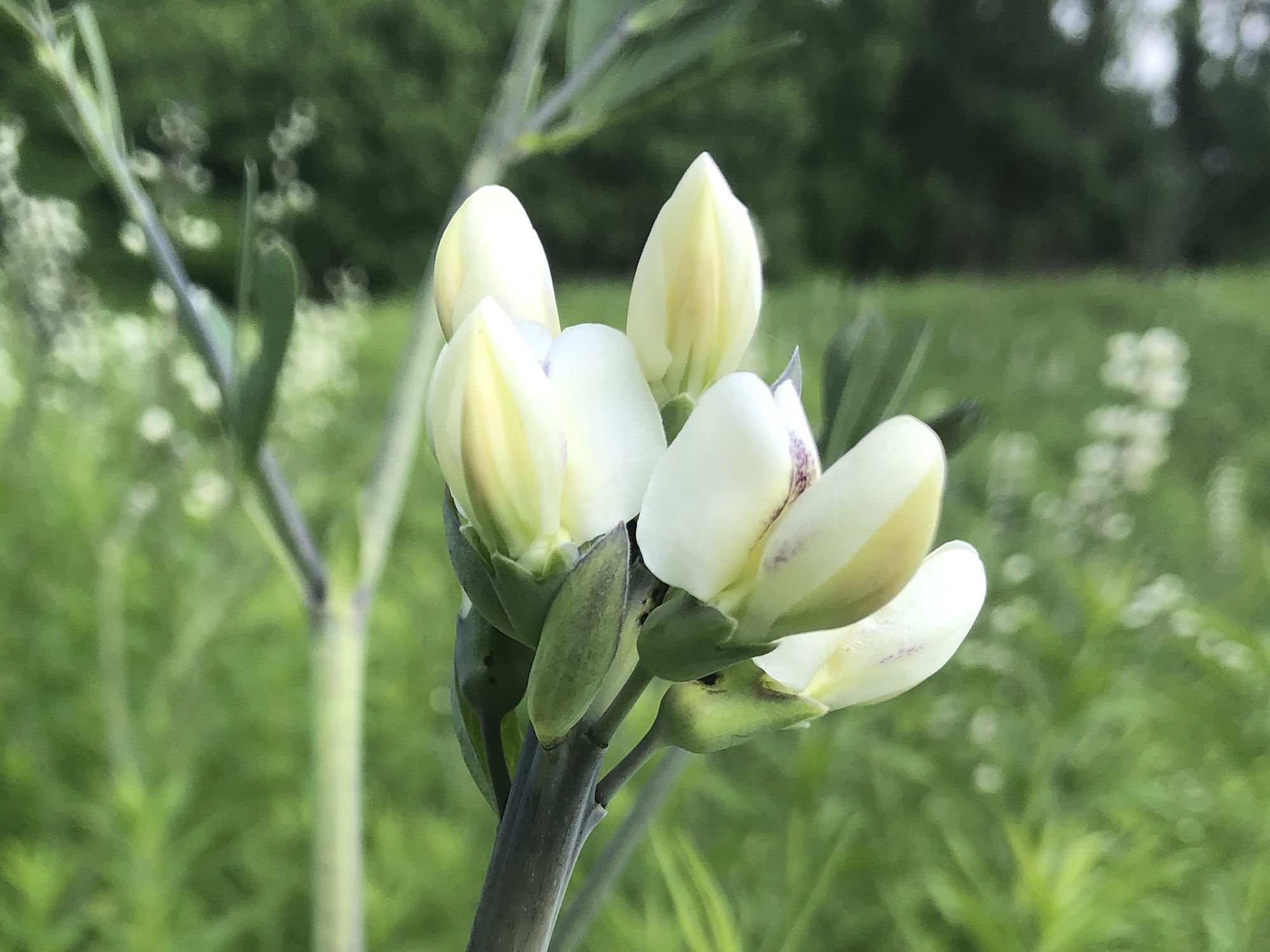 White Wild Indigo on the banks of the retaining pond on the corner of Nakoma Road and Manitou Way on June 17, 2019.