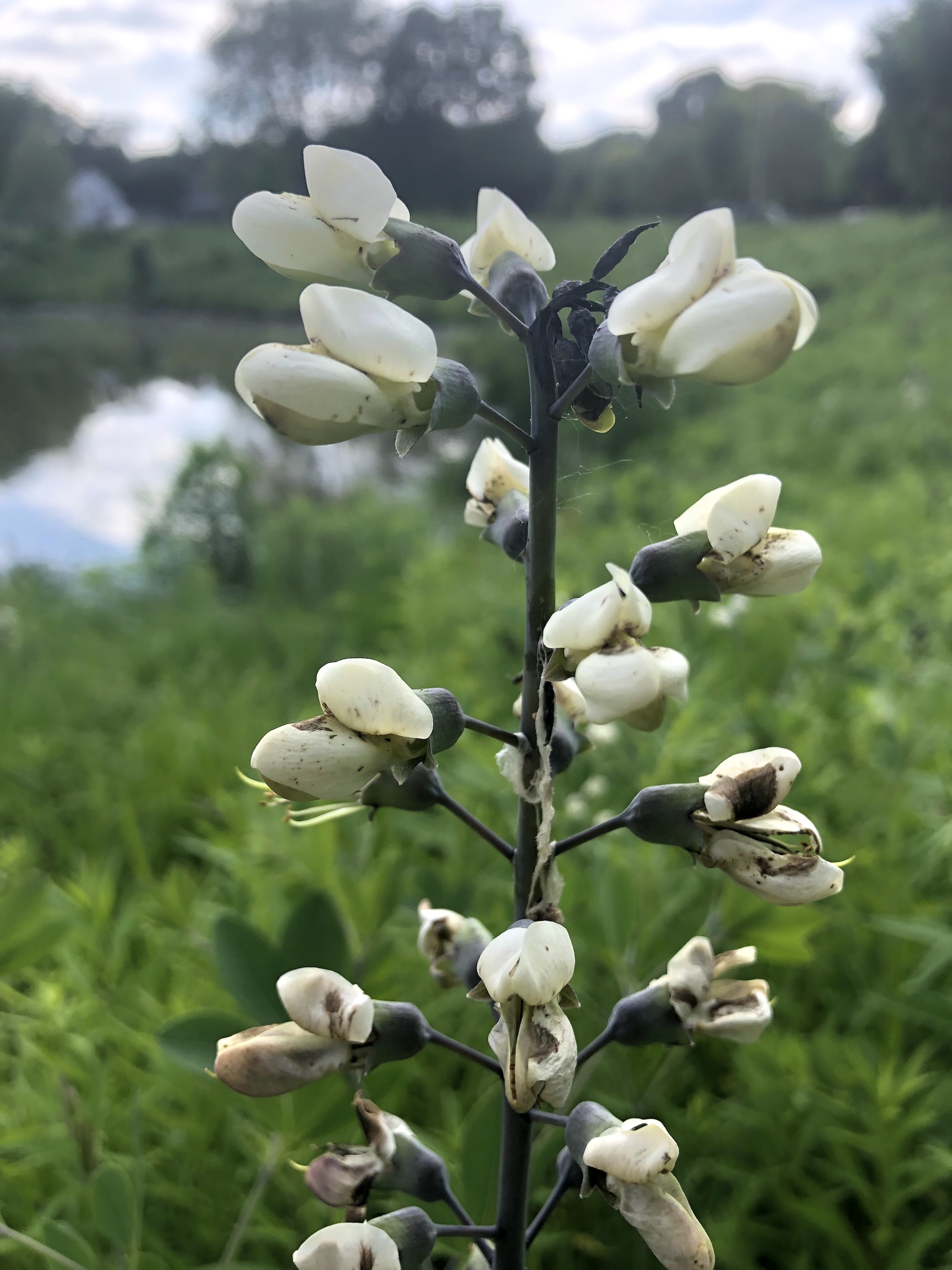 White Wild Indigo on the banks of the retaining pond on the corner of Nakoma Road and Manitou Way on June 17, 2019.