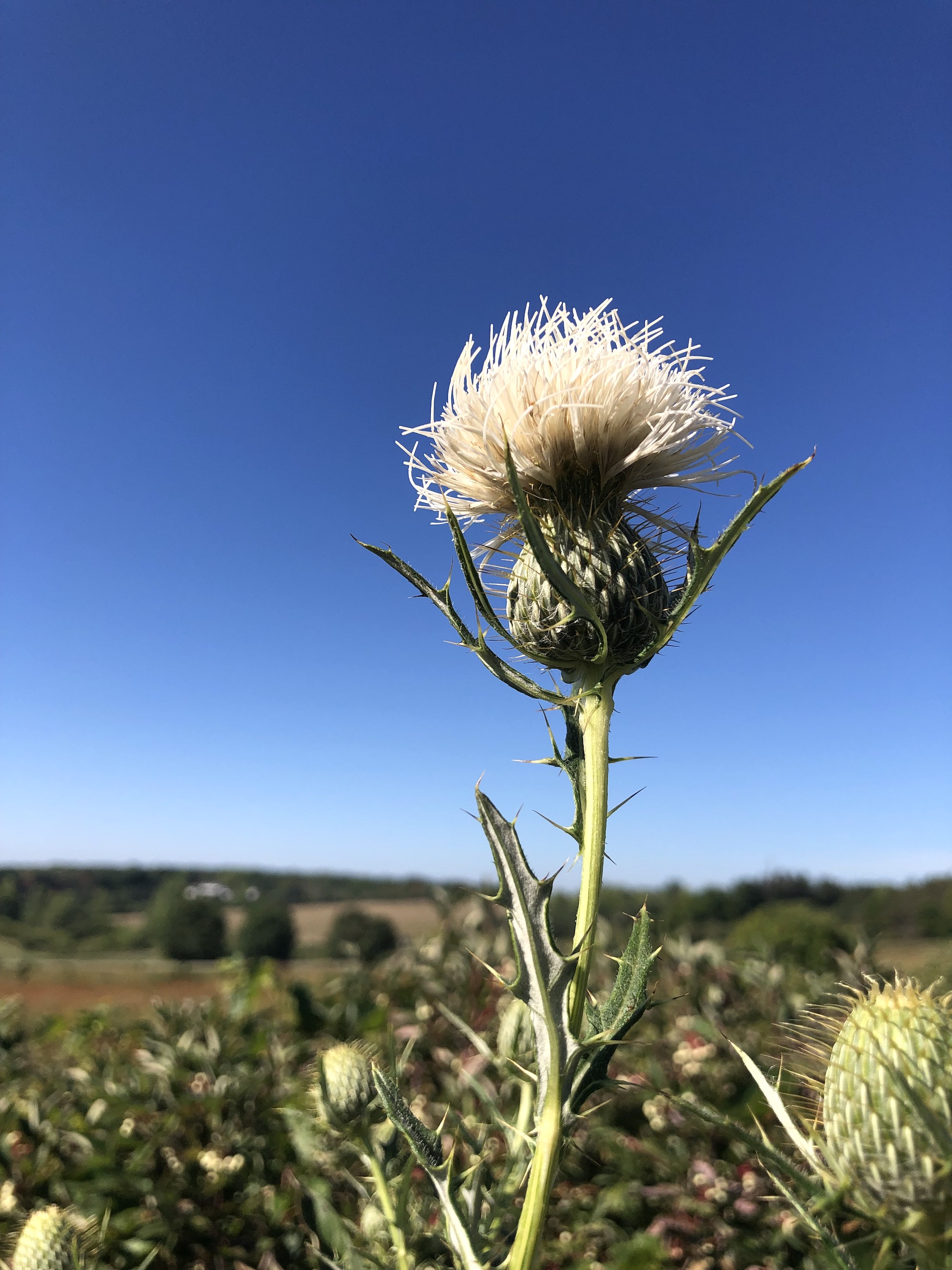 Rare white Field Thistle in the Prairie Moraine Dog Park in Verona, Wisconsin on August 31, 2023.