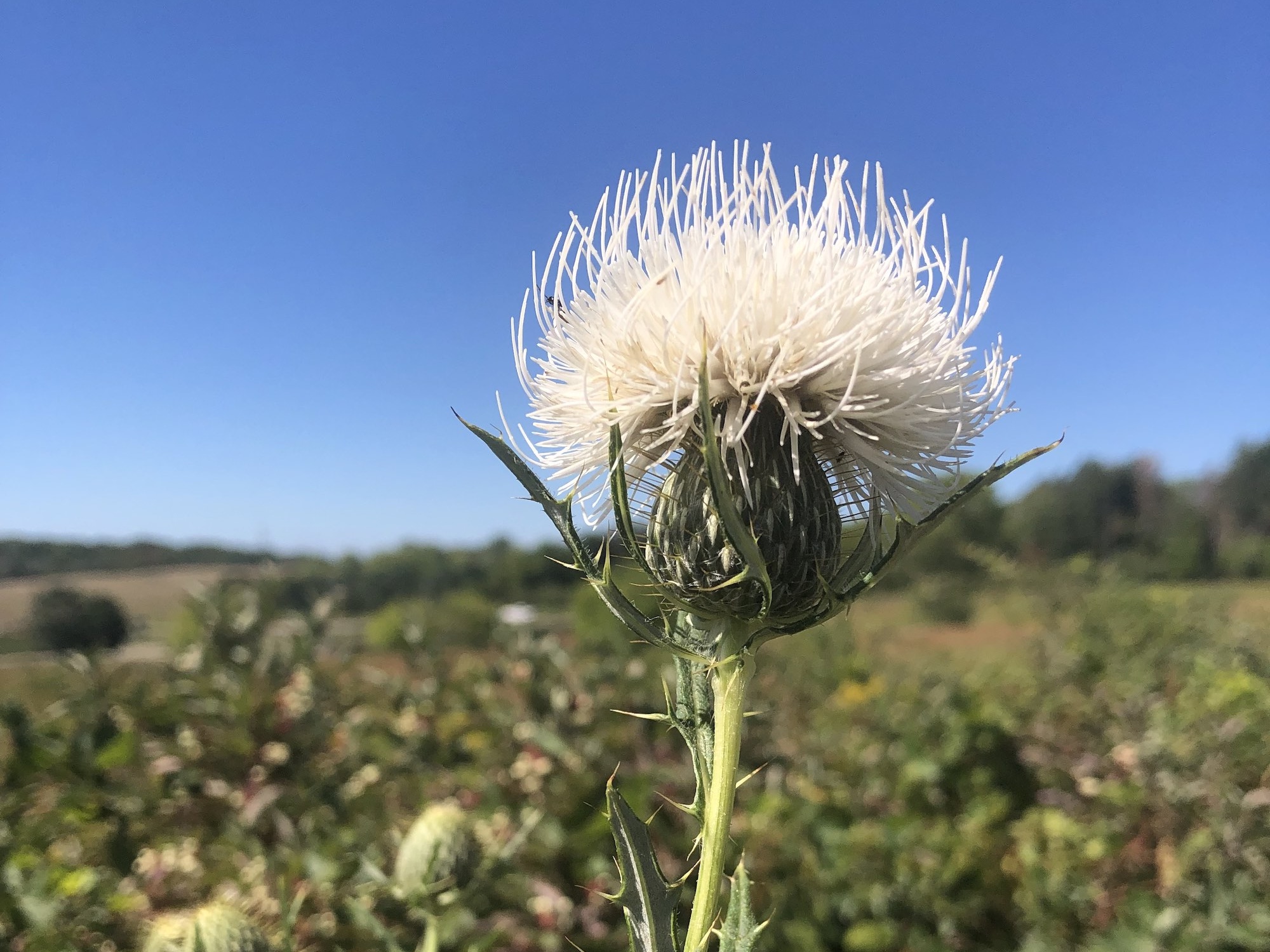 Rare white Field Thistle in the Prairie Moraine Dog Park in Verona, Wisconsin on August 31, 2023.