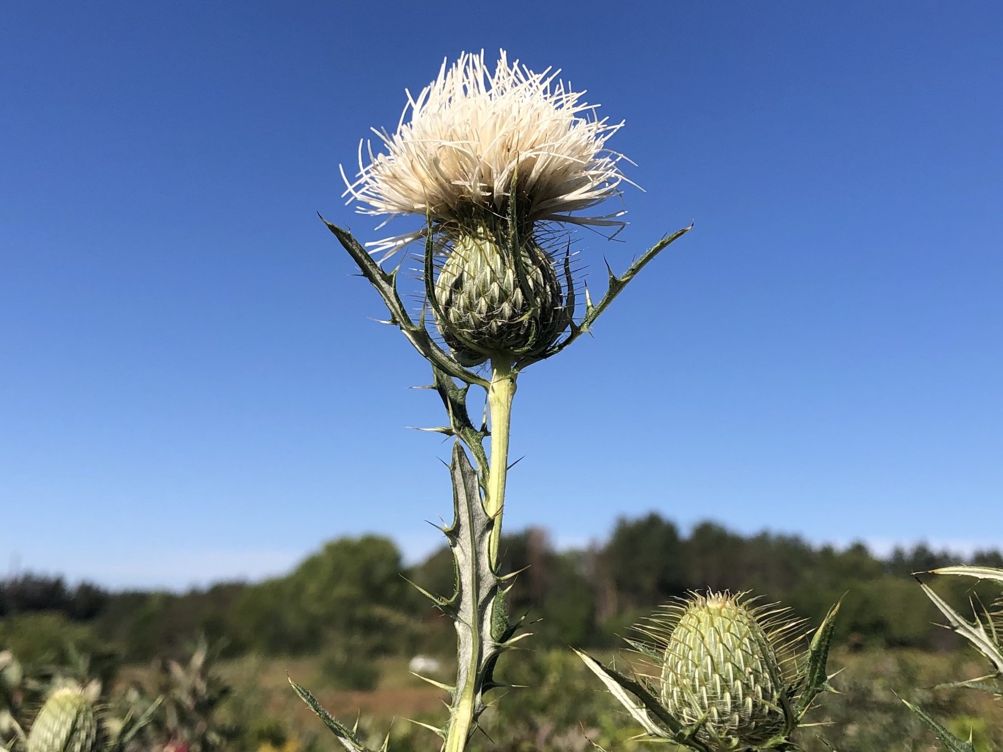  Rare White Field Thistle (Cirsium discolor). Click to enlarge.