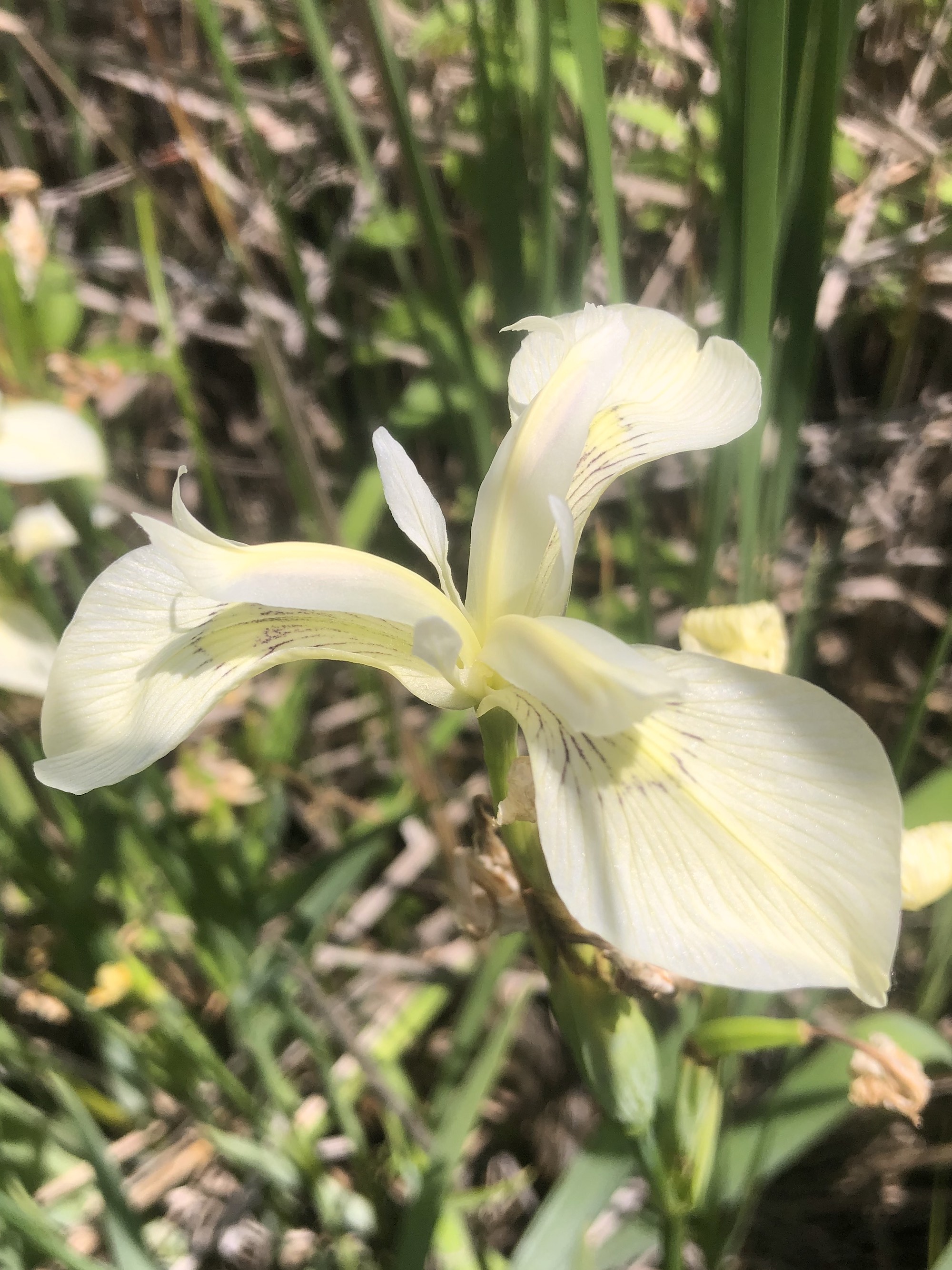 White Iris (IRIS SETOSA ALBA) in cattails on south shore of Lake Wingra on June 21, 2020.