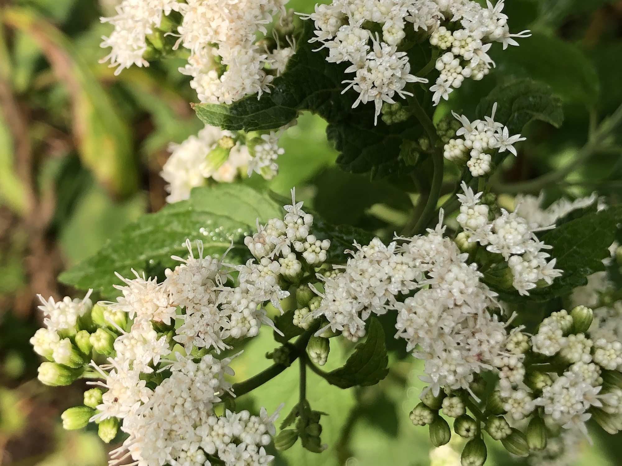White Snakeroot by Agawa Path in Madison, Wisconsin on September 13, 2020.