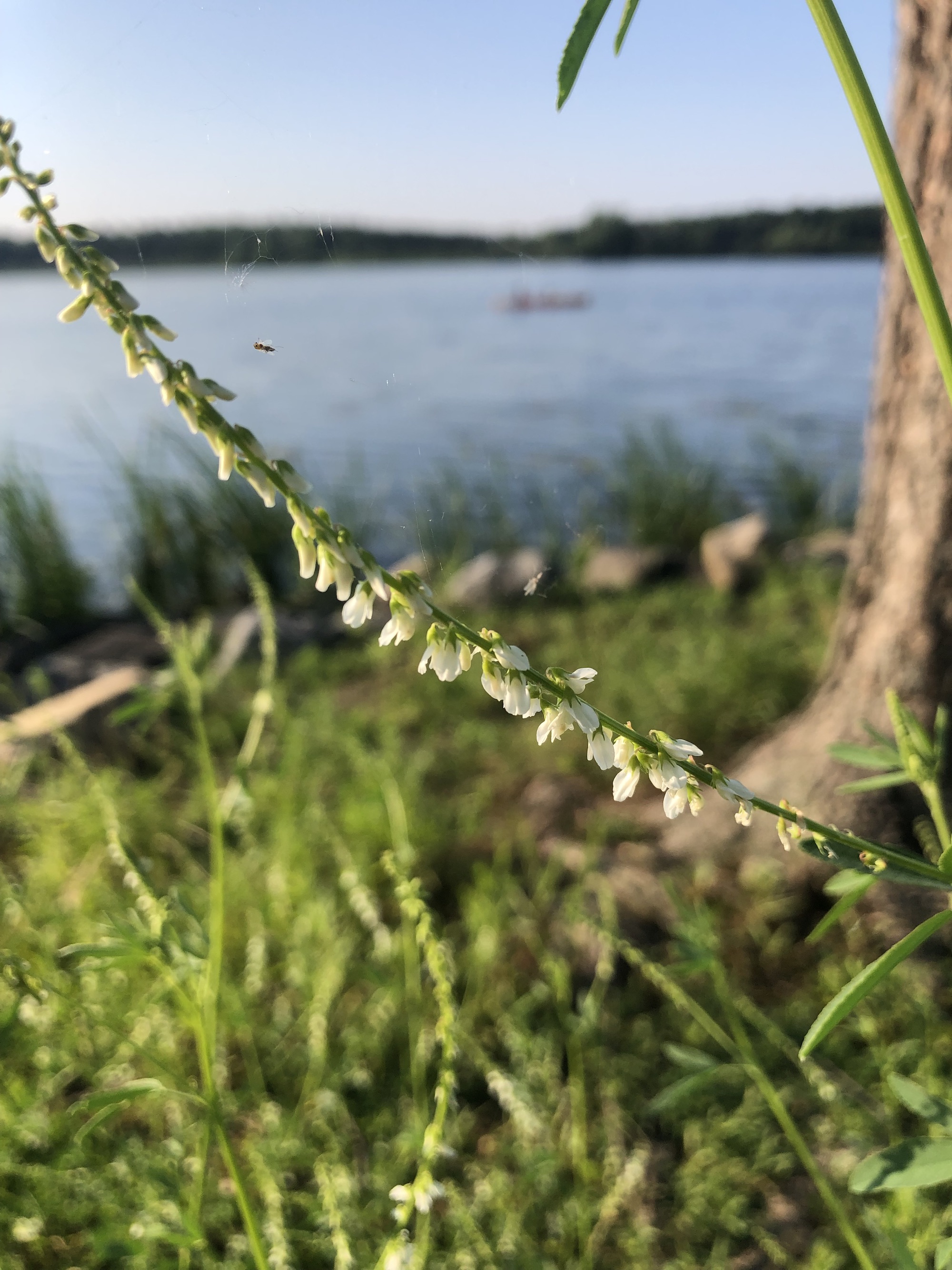 White Sweet Clover near shore of Lake Wingra in Wingra Park in Madison, Wisconsin on June 28, 2022.