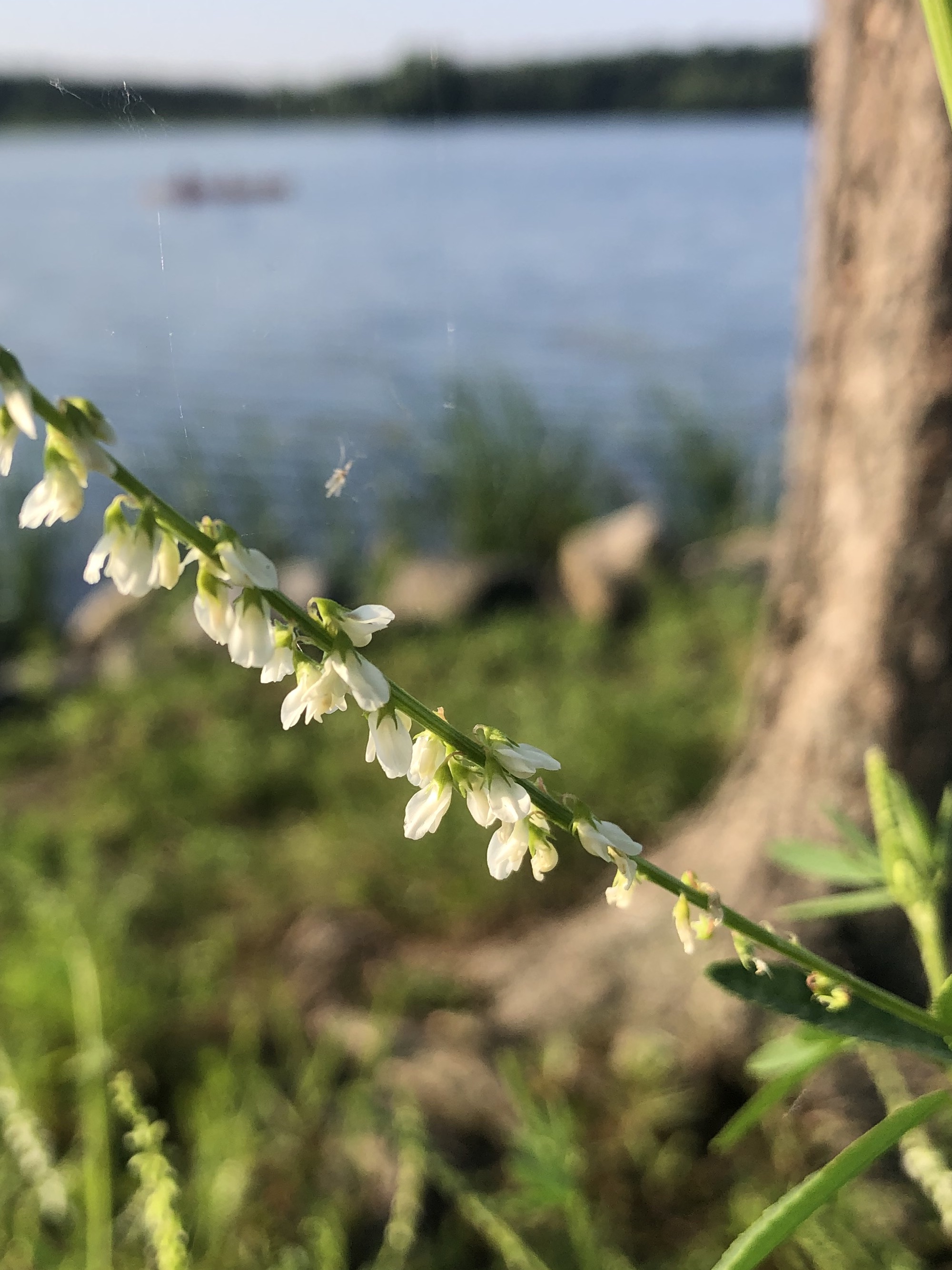 White Sweet Clover near shore of Lake Wingra in Wingra Park in Madison, Wisconsin on June 28, 2022.
