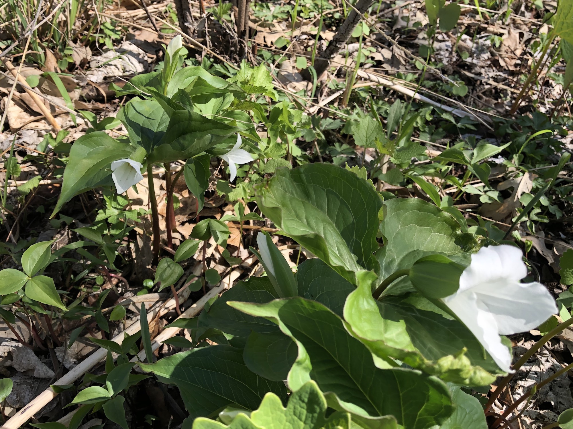 Great White Trillium on hill near Council Ring on April26, 2019.