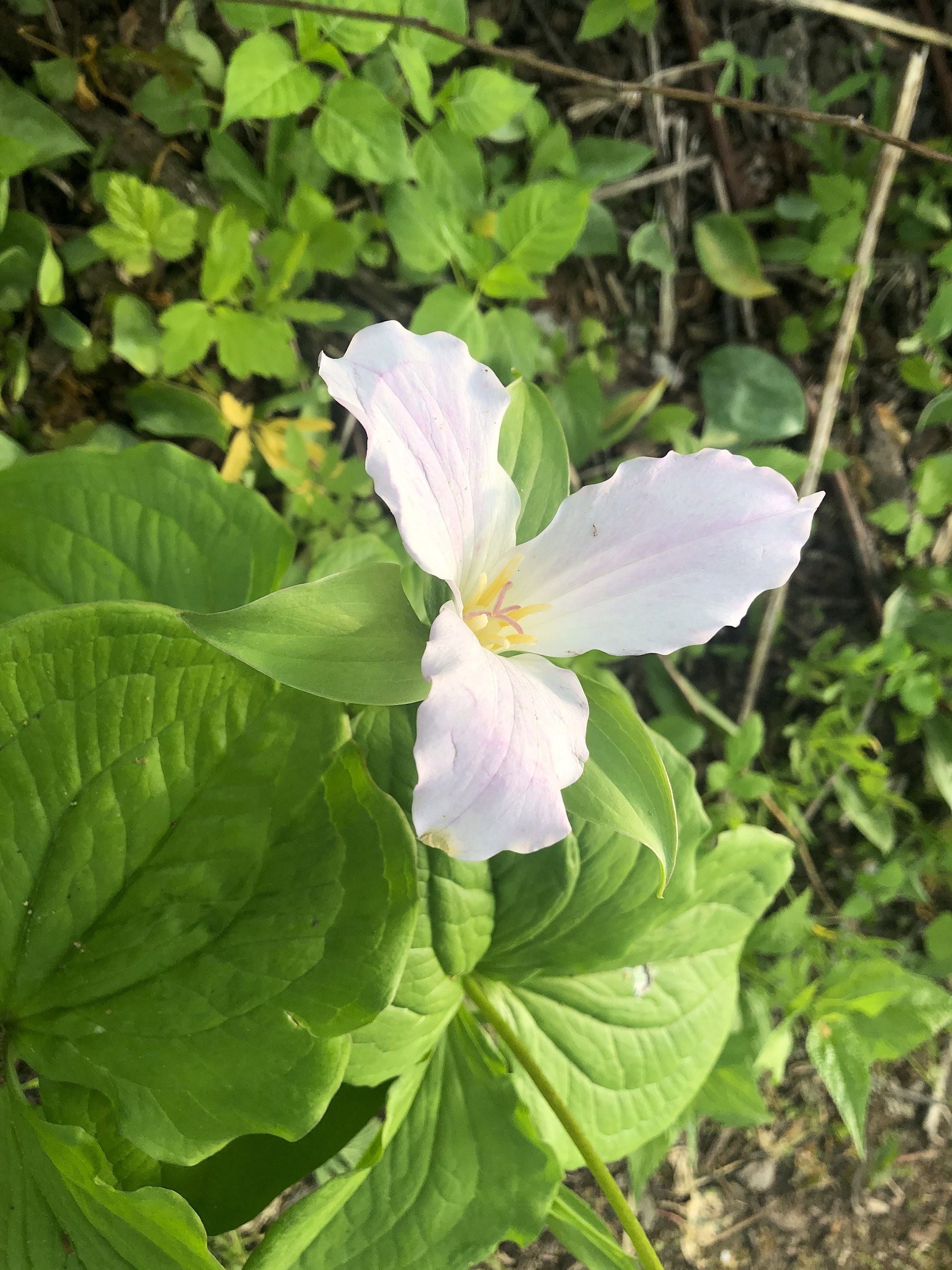 Great White Trillium by Council Ring in Madison, Wisconsin on May 2, 2021.