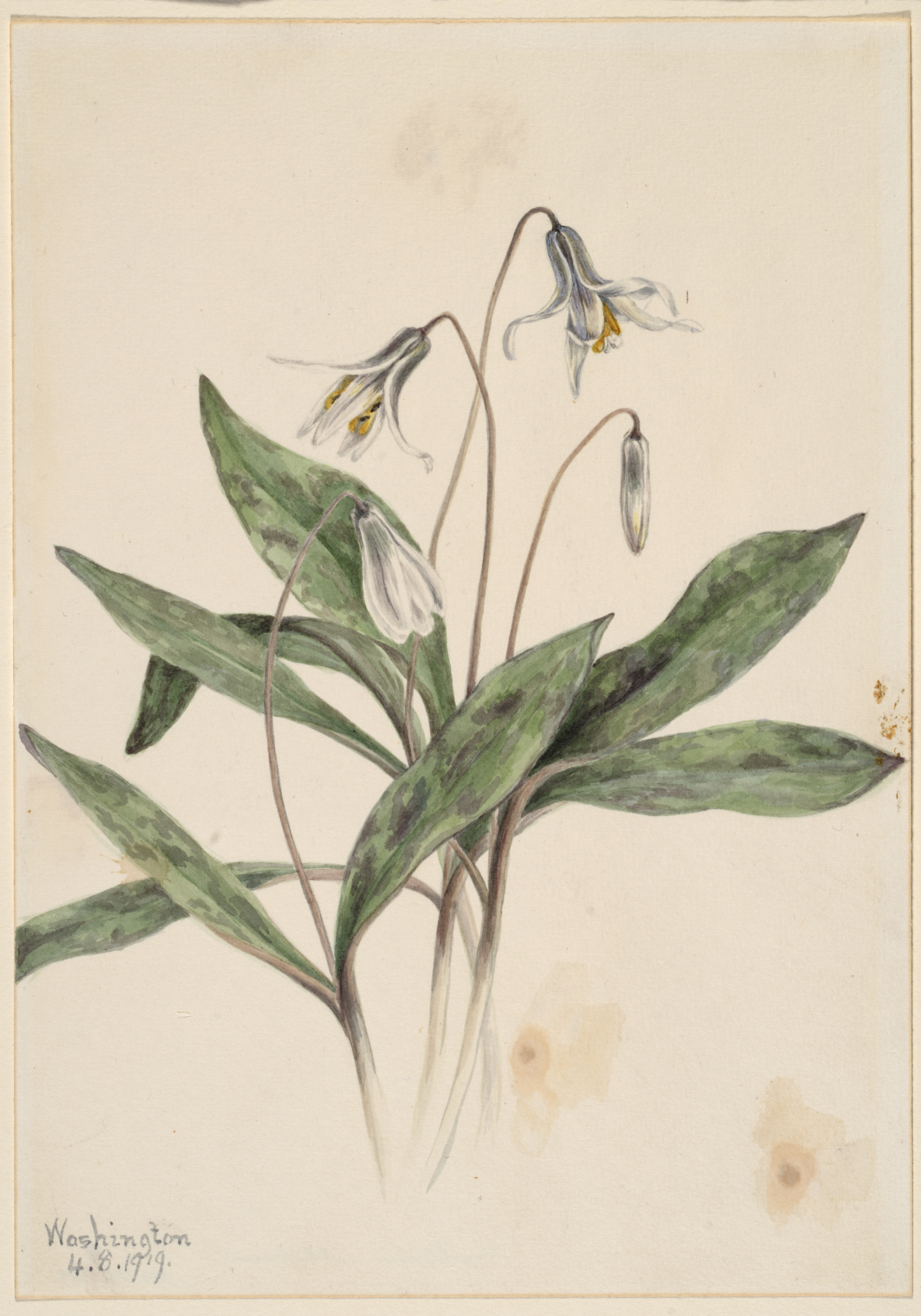 1919 Trout Lily illustration by Mary Vaux Walcott.