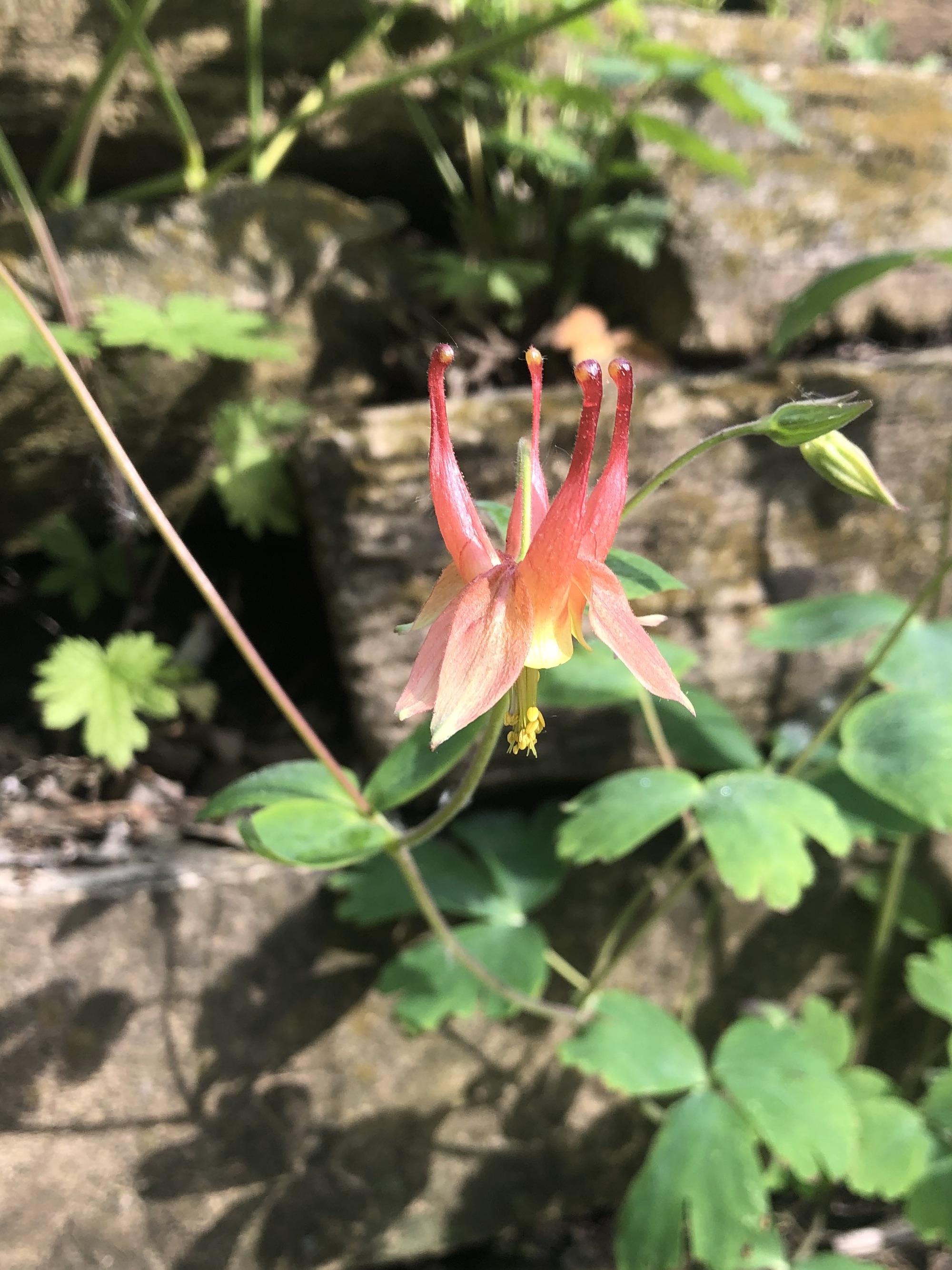 Wild Columbine along stone wall of Council Ring by Council Ring Springs on May 28, 2022.