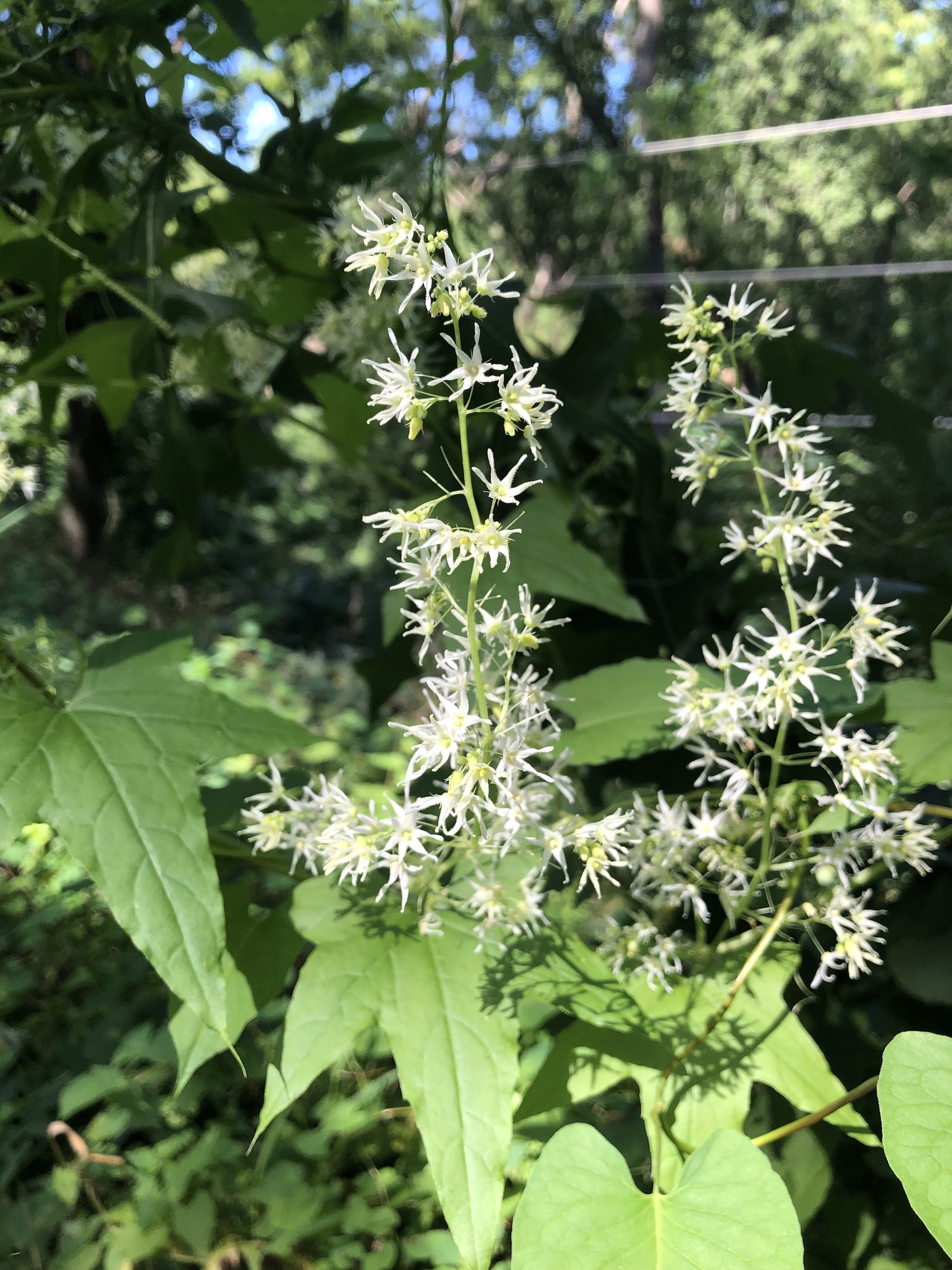 Wild Cucumber off of bike path behind Gregory Street in Madison, Wisconsin on August 13, 2021.