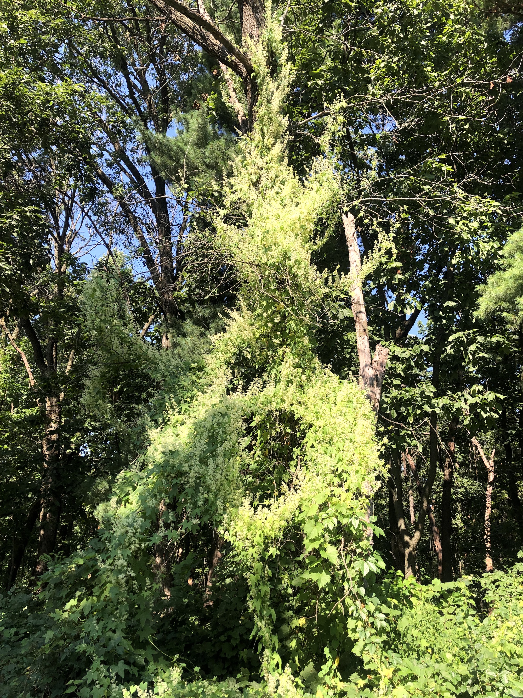 Wild Cucumber climbing up tree in UW Arboretum along Arboretum Drive in Madison, Wisconsin on August 23, 2022.