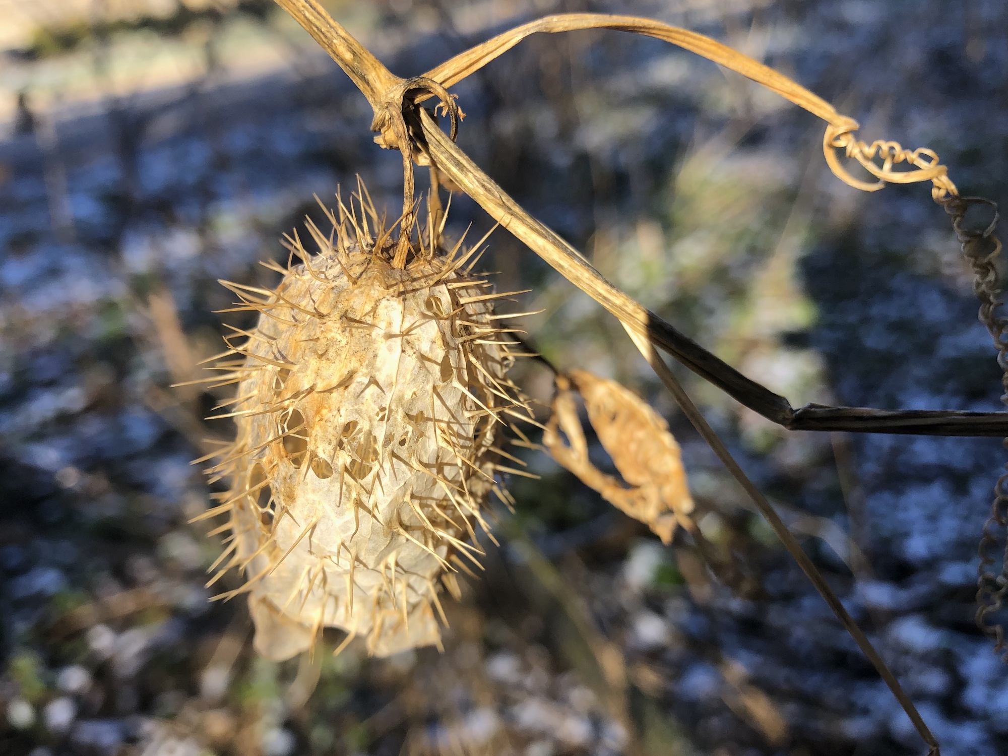 Wild Cucumber at edge of woods on Arbor Drive in Madison, Wisconsin on December 2, 2019.