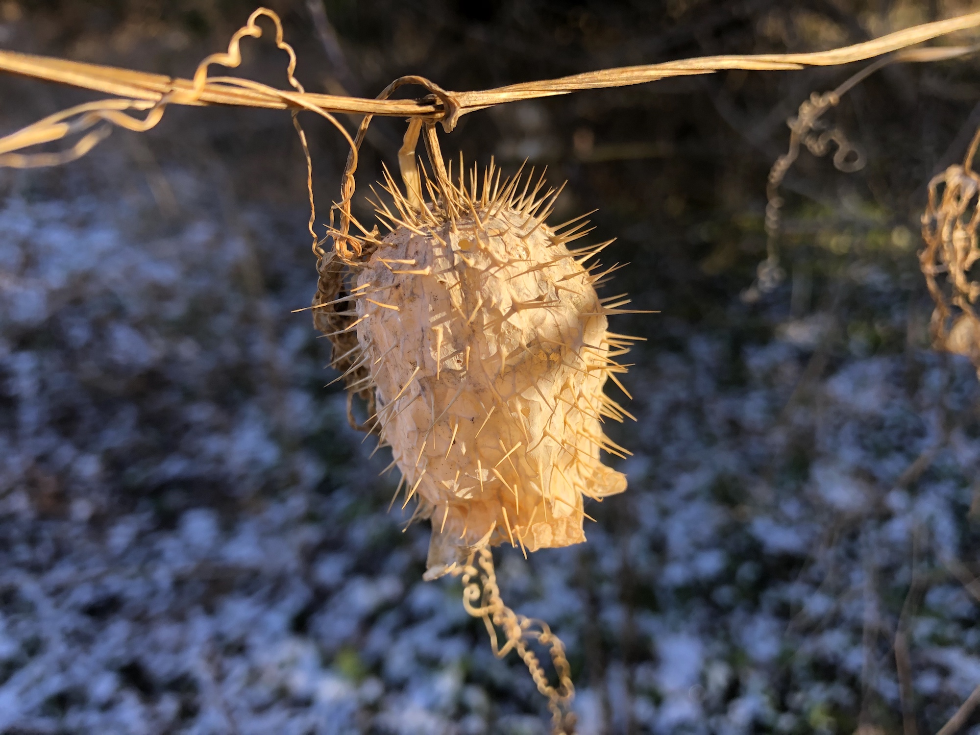 Wild Cucumber at edge of woods on Arbor Drive in Madison, Wisconsin on December 2, 2019.