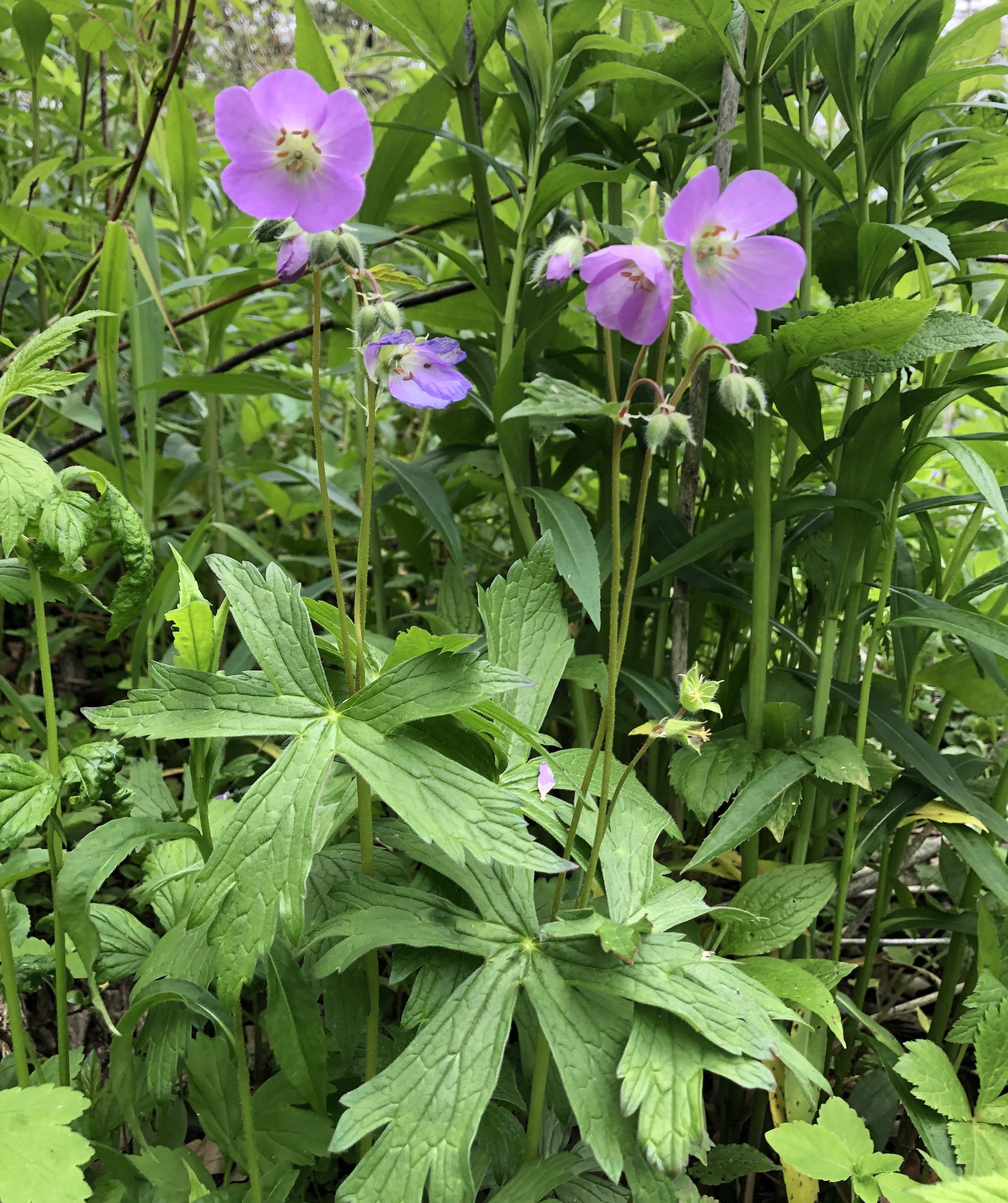 Wild Geranium in the Oak Savanna near Council Ring on May 17, 2019.