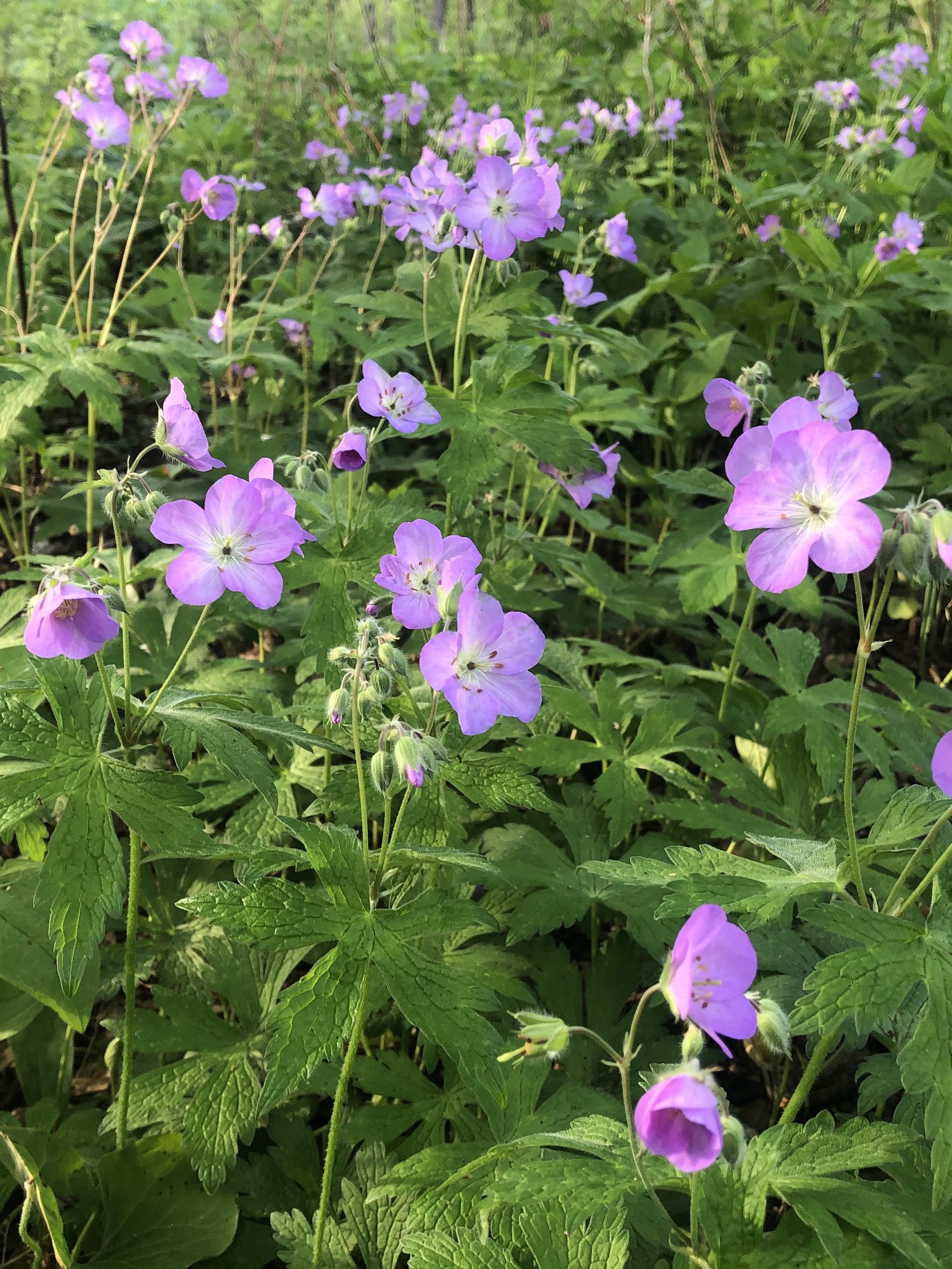 Wild Geranium by Council Ring in Oak Savanna on May 17, 2021.