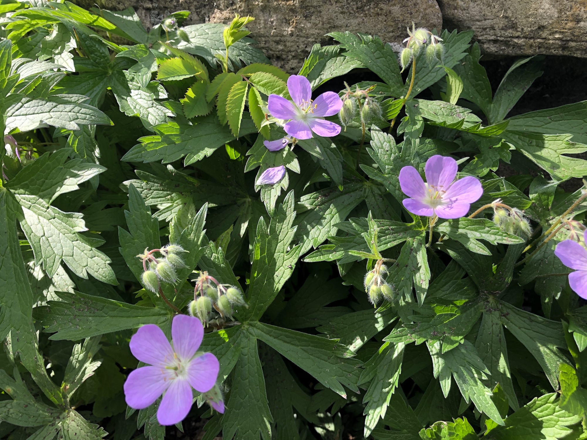 Wild Geranium by Council Ring in Oak Savanna on May 5, 2021.