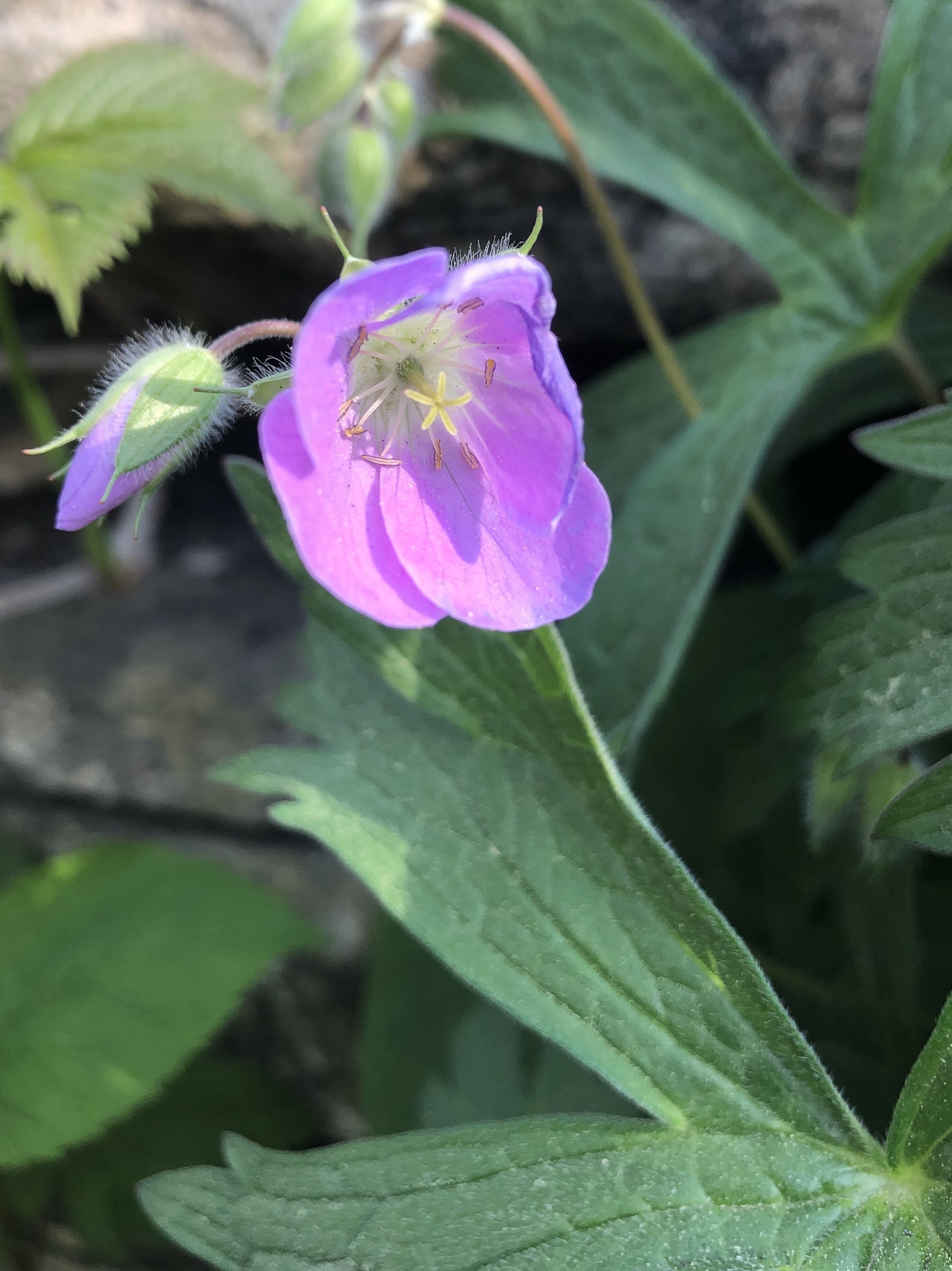 Wild Geranium by Council Ring in Oak Savanna on May 2, 2021.