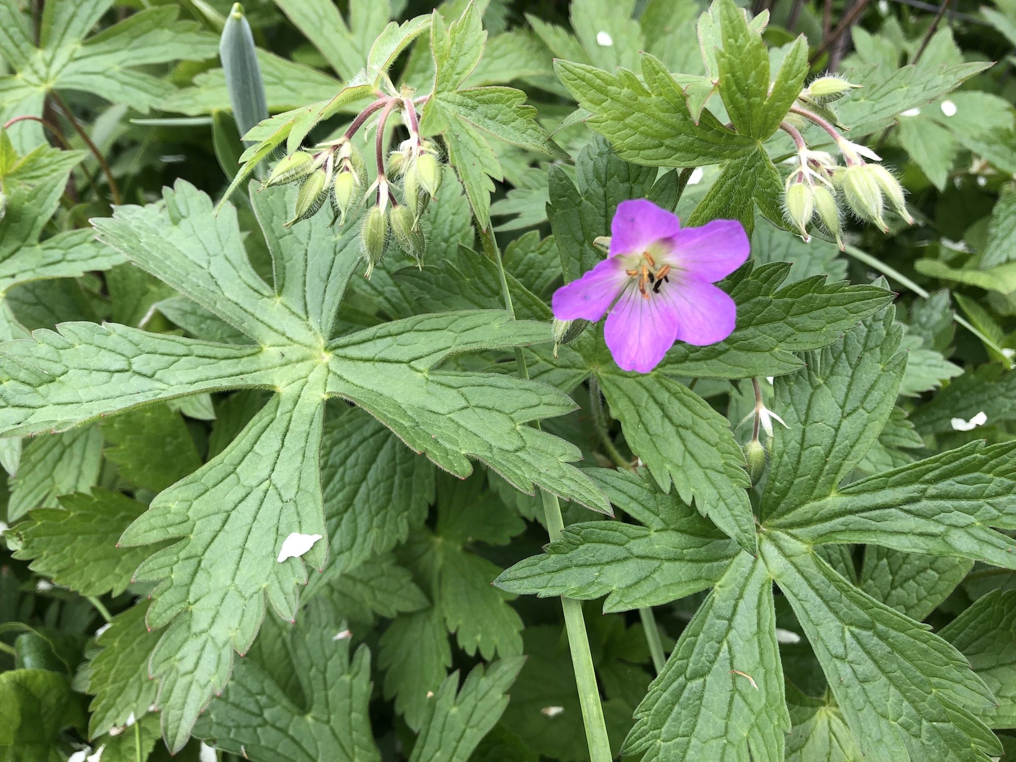 Wild Geranium along the Ho-Nee-Um boardwalk near the Council Ring  on May 7, 2019 in Madison, Wisconsin.