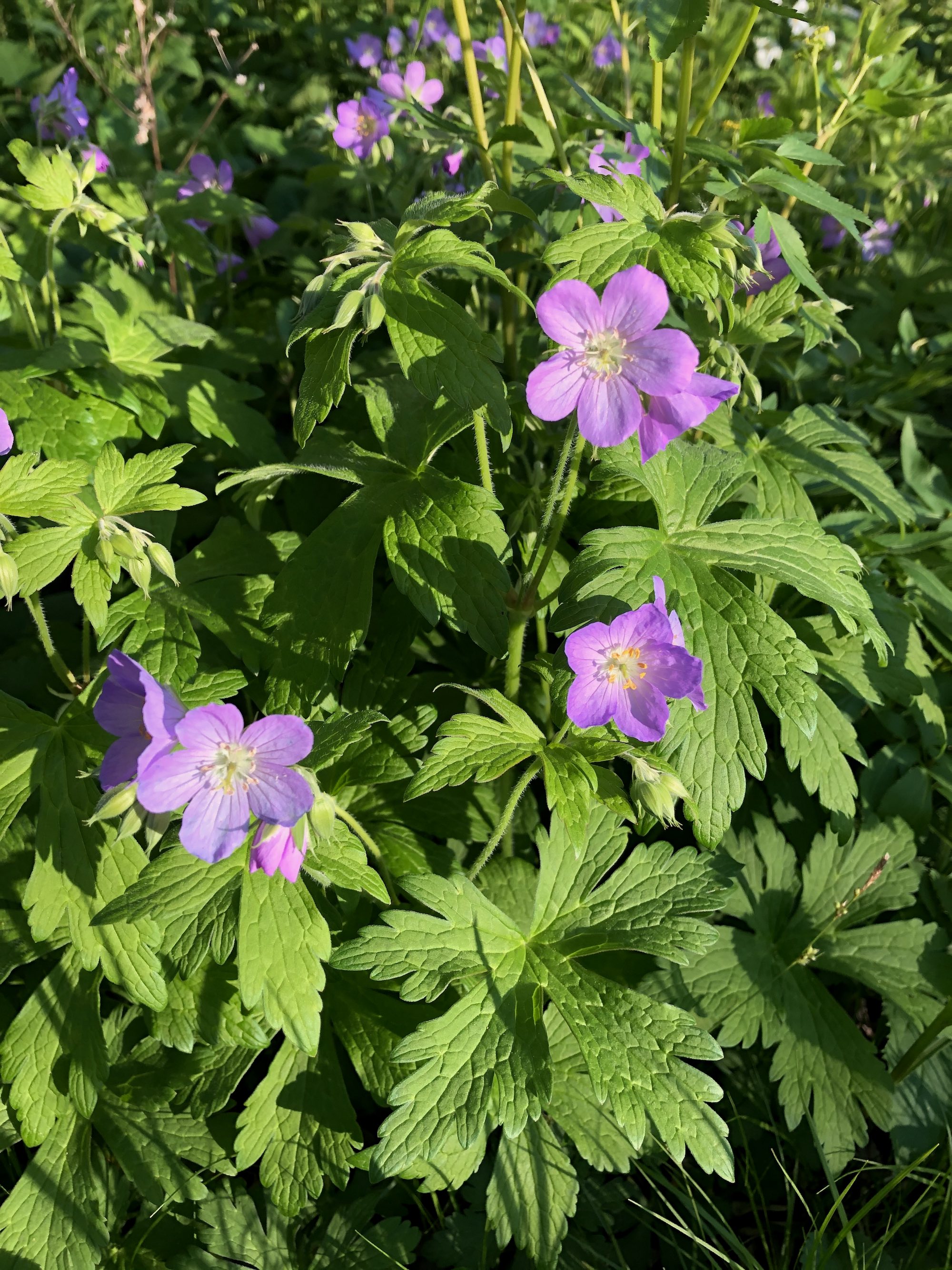 Wild Geranium in Thoreau Rain Garden on May 12, 2021.