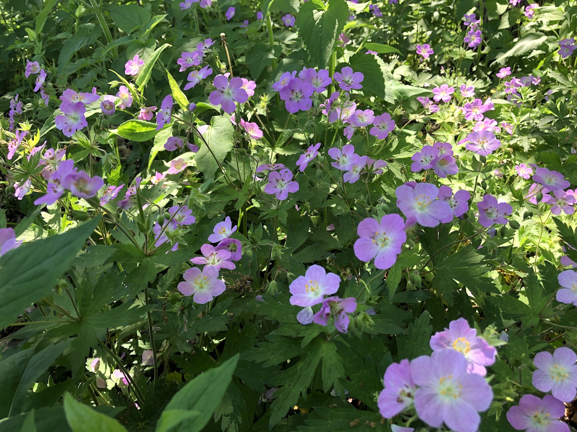 Wild Geranium in UW Arboretum near Visitors Center in Madison, Wisconsin on May 22, 2021.