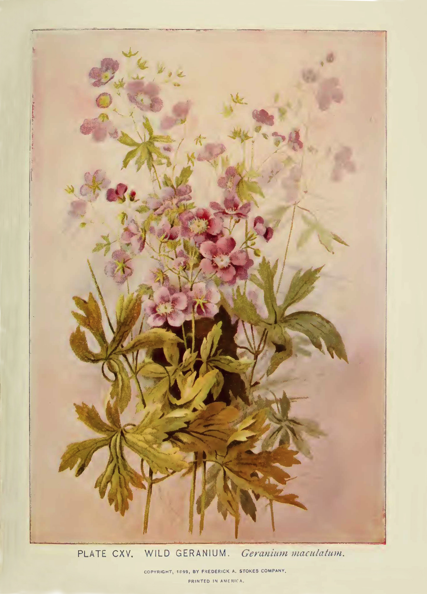  Wild Geranium  illustration by Alice Lounsberry circa 1899.