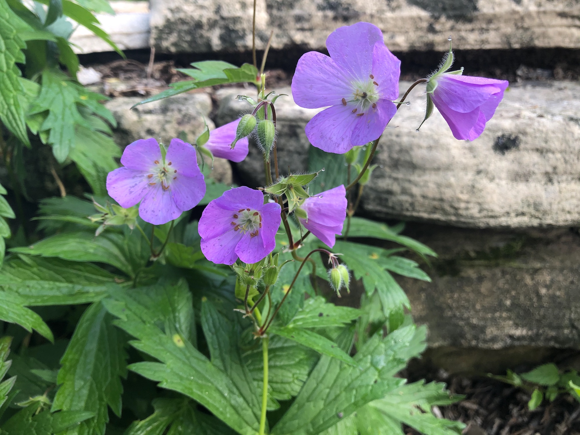 Wild Geranium by Council Ring in Oak Savanna on May 23, 2020.