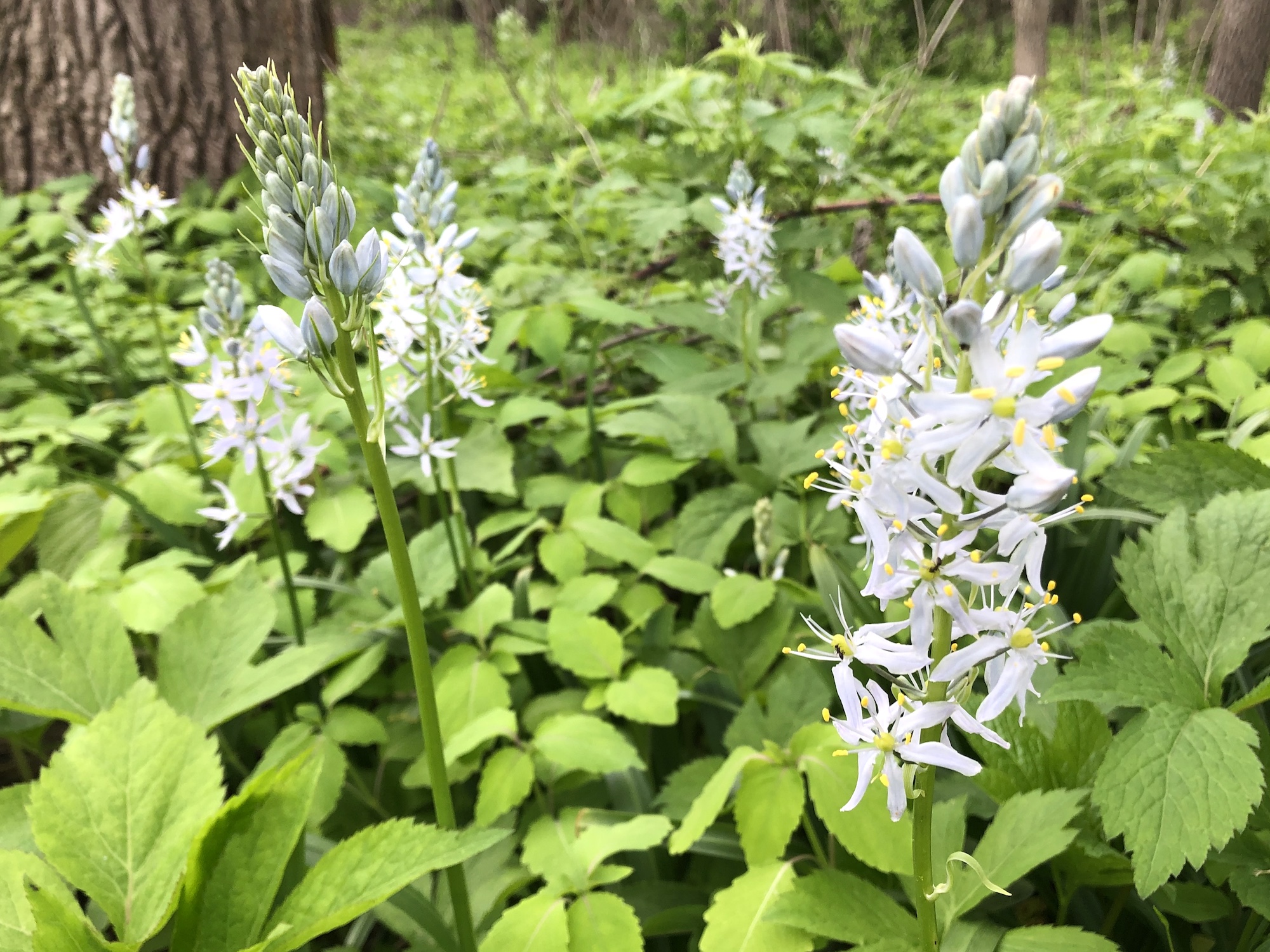 Wild Hyacinth in woods between Oak Savanna and Marion Dunn Prairie on May 20, 2019.