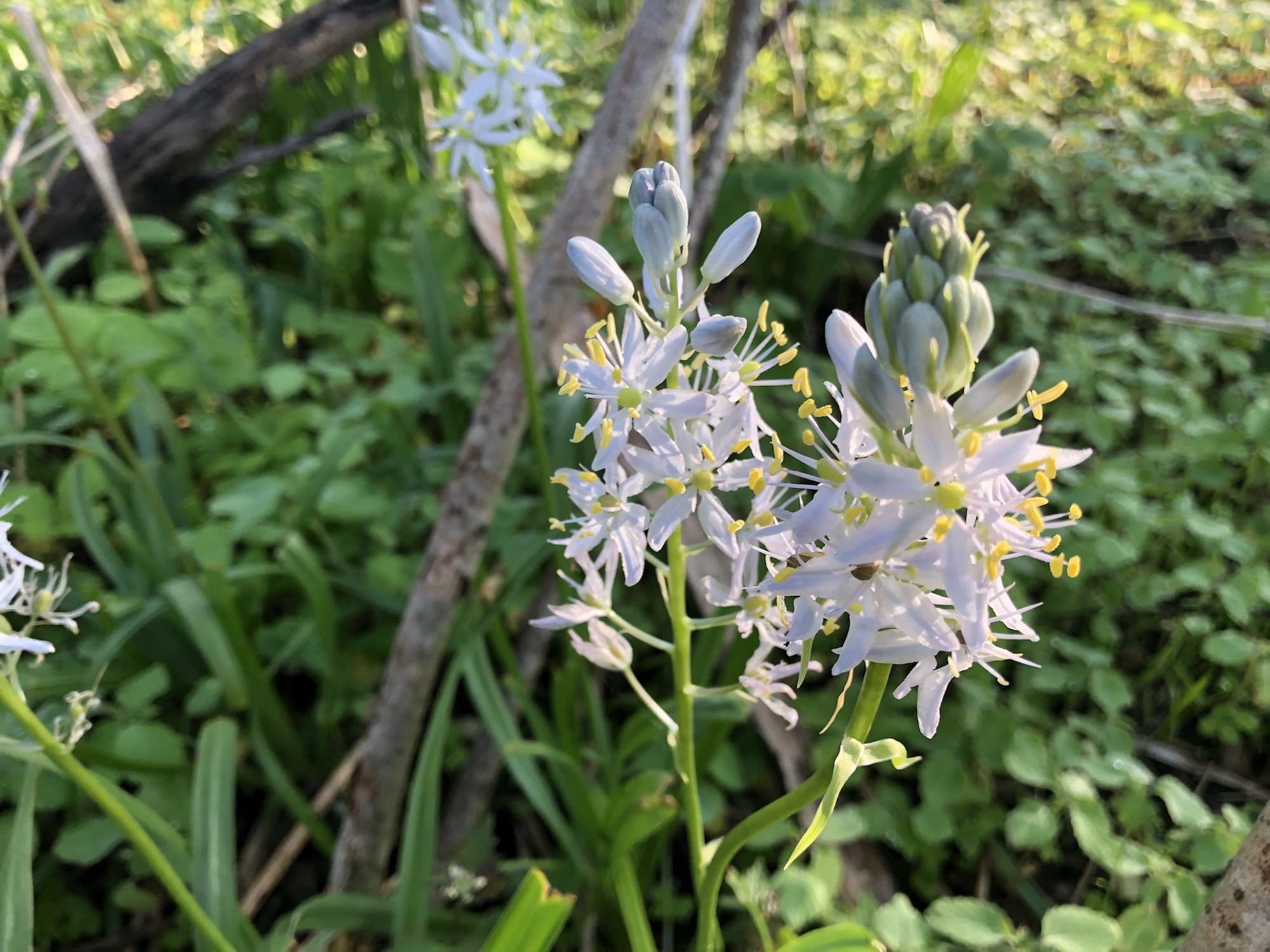 Wild Hyacinth in woods between Marion Dunn and Oak Savanna on May 20, 2020.