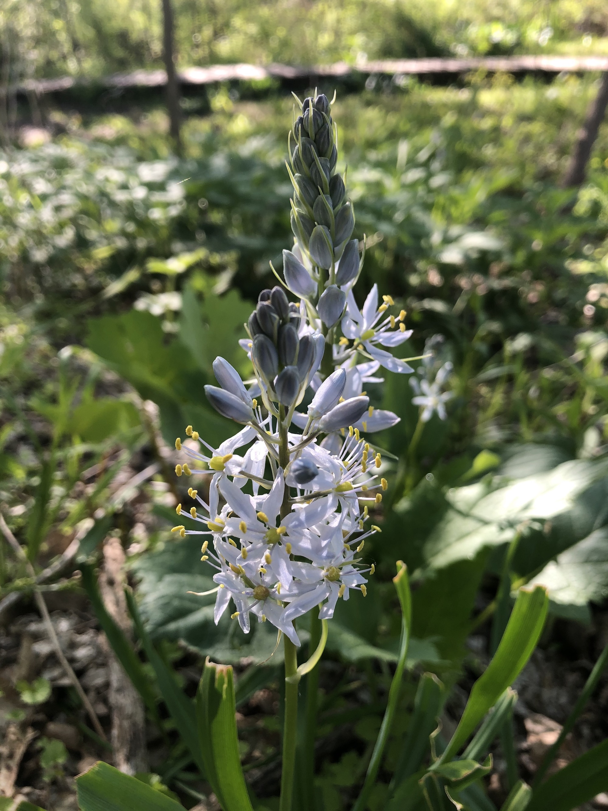 Wild Hyacinth by Council Ring in Oak Savanna on May 11, 2021.