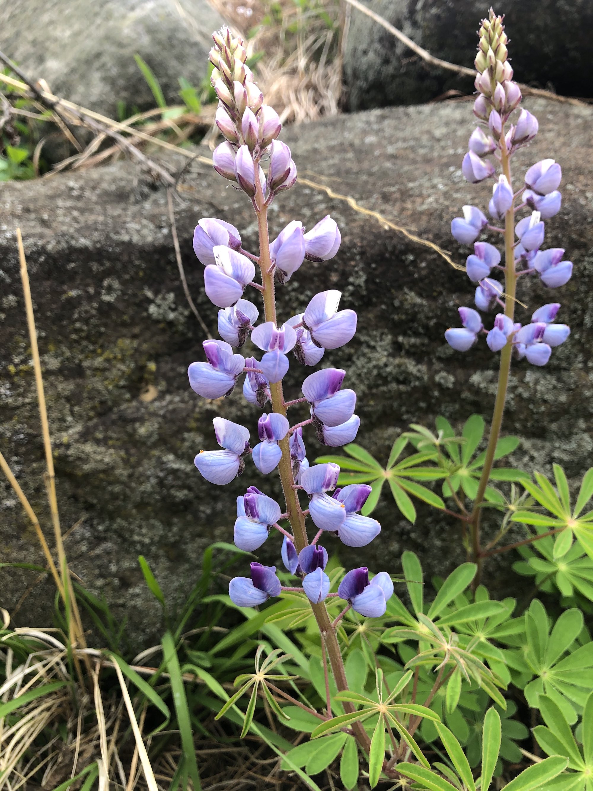 Wild Lupine next to the UW-Madison Arboretum Visitor Center in Madison, Wisconsin on May 15, 2021.