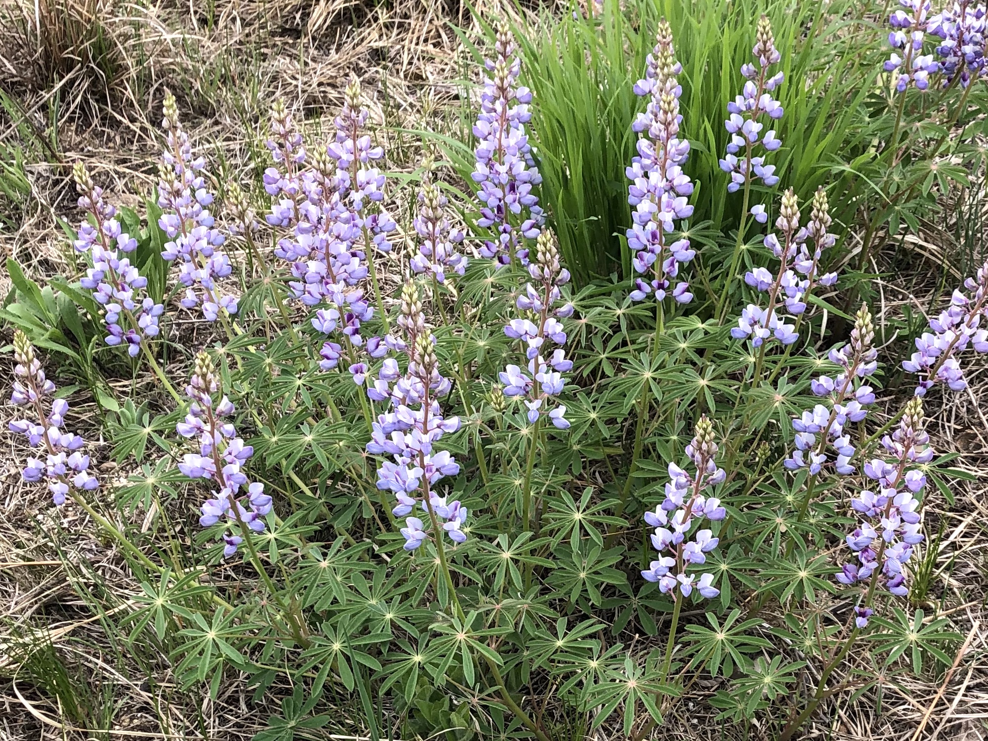 Wild Lupine next to the UW-Madison Arboretum Visitor Center in Madison, Wisconsin on May 17, 2022.