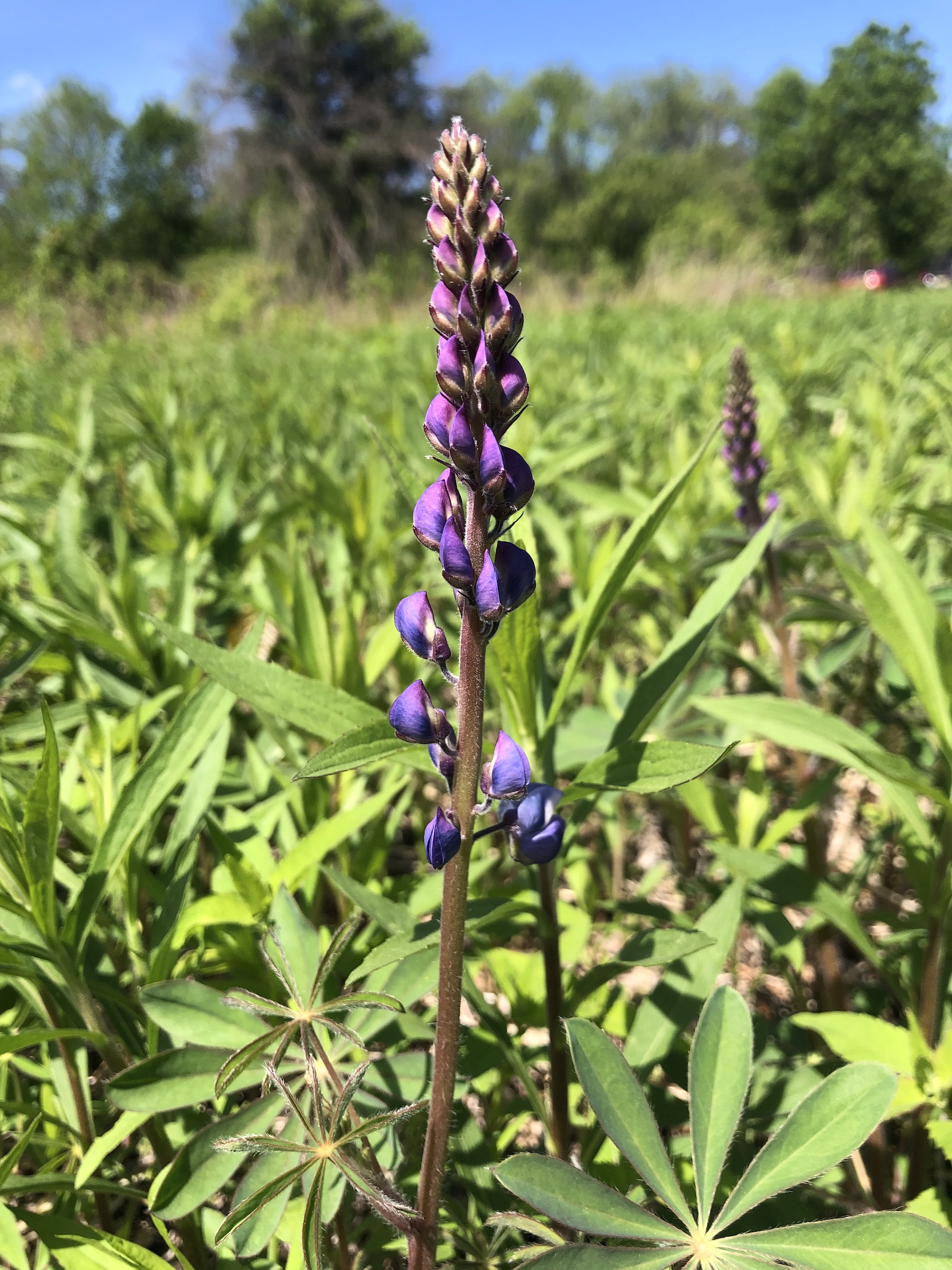 Wild Lupine in the UW-Madison Arboretum Curtis Prairie in Madison, Wisconsin on May 22, 2021.