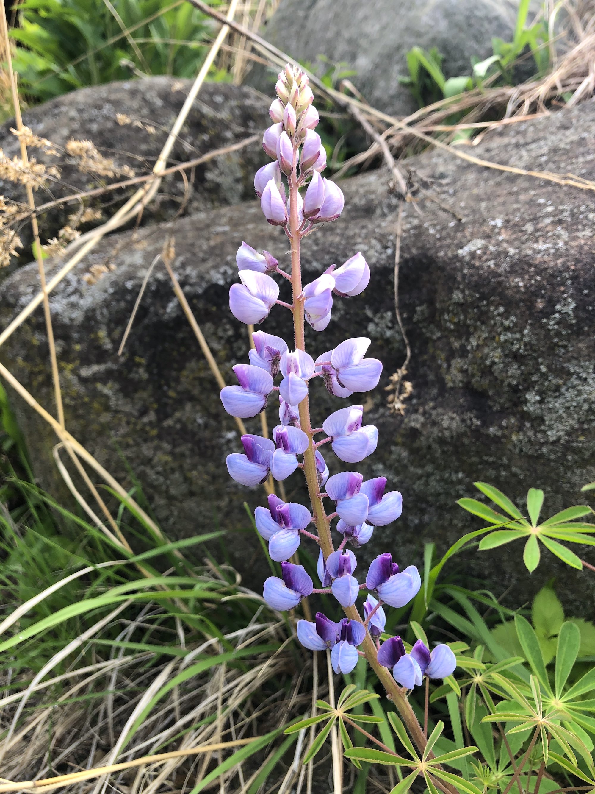 Wild Lupine next to the UW-Madison Arboretum Visitor Center in Madison, Wisconsin on May 17, 2021.