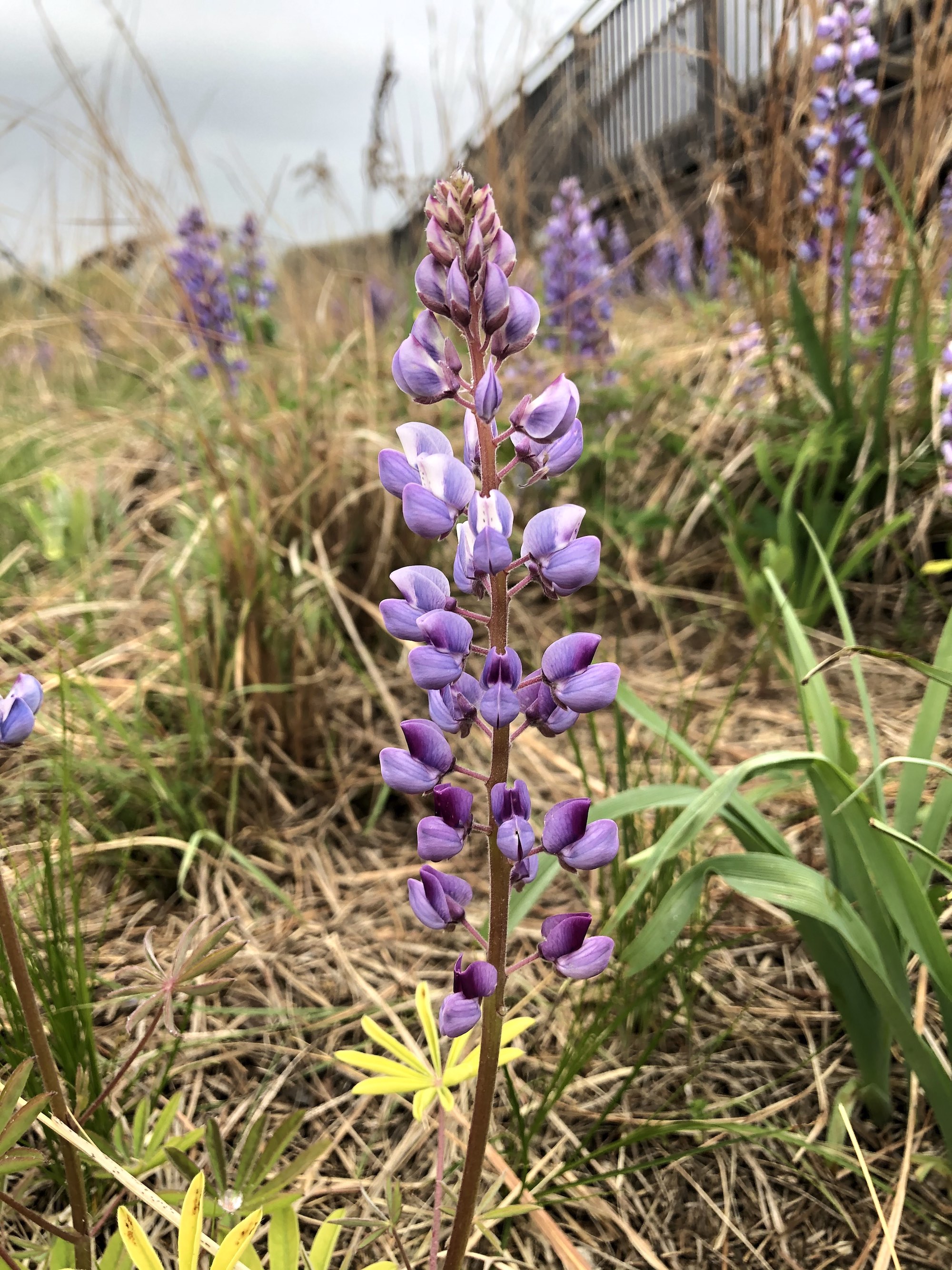 Wild Lupine next to the UW-Madison Arboretum Visitor Center in Madison, Wisconsin on May 15, 2021.