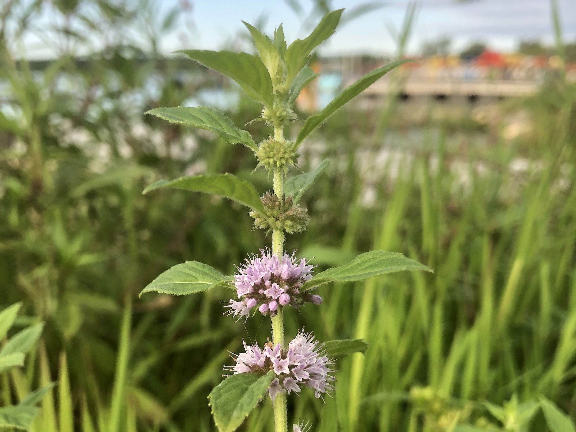 Field Mint on the shore of Lake Wingra in Wingra Park in Madison, Wisconsin on August 23 2019.