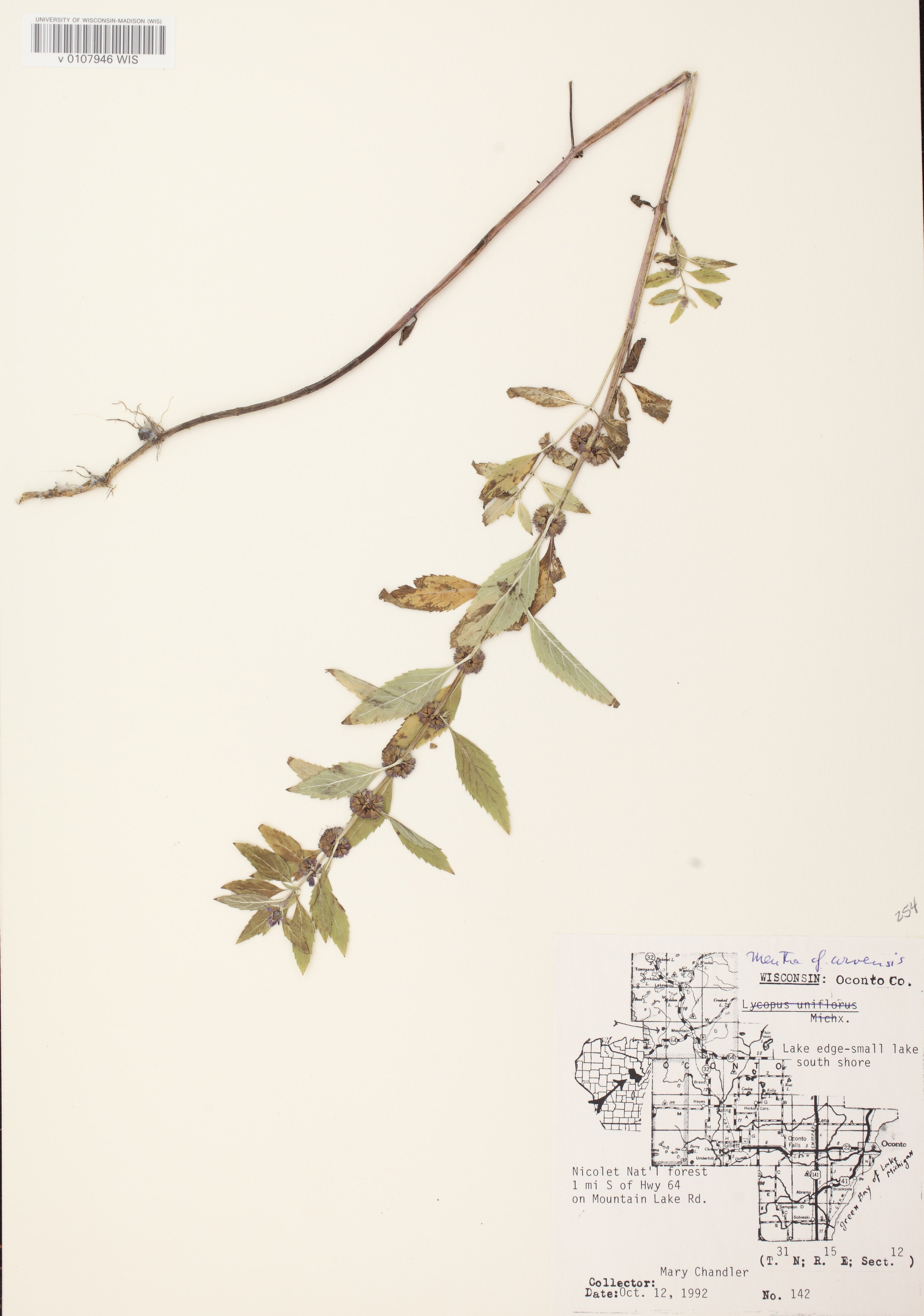 Field Mint specimen collected in Nicolet National Forest on October 12, 1992.