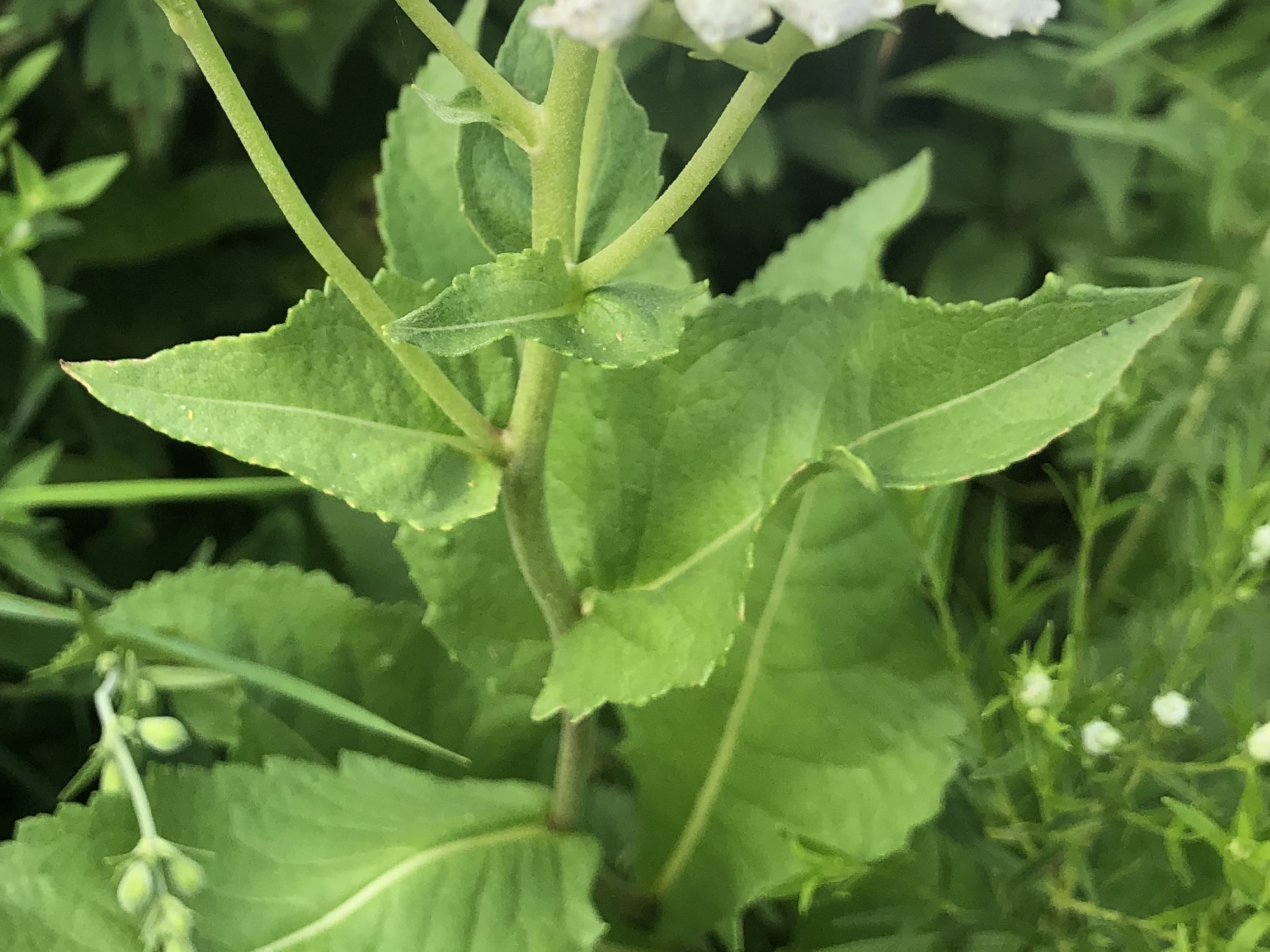 Wild Quinine leaves on July 5, 2021.