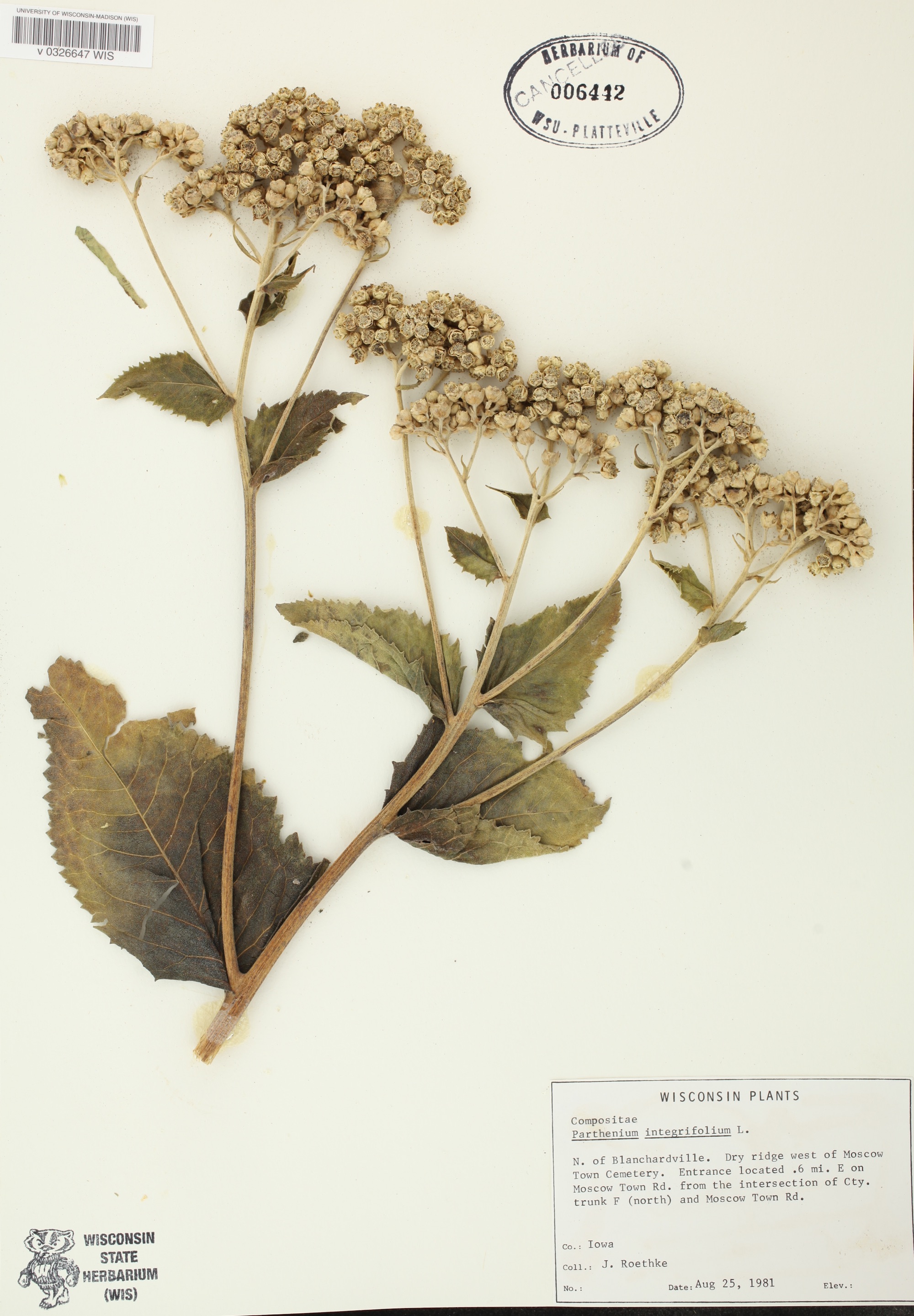 Wild Quinine specimen collected north of Blanchardville on August 25, 1981.